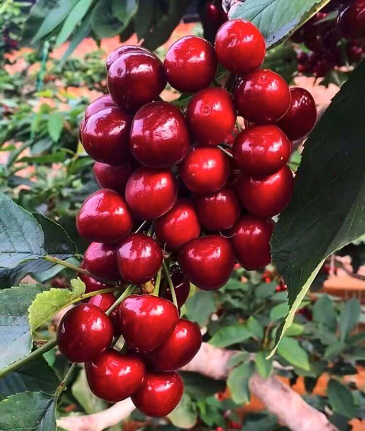 四季樱桃树苗 口感好 甜度高 适合盆栽