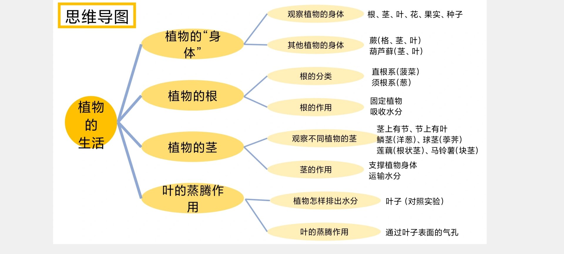 植物分类思维导图图片