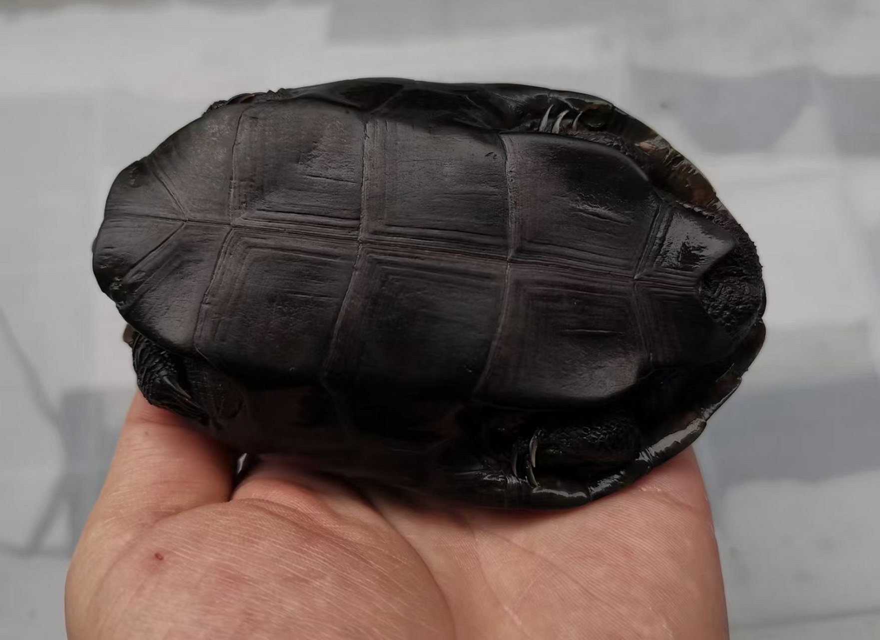 镇宅墨龟,辟邪首选! 顶级无锈24k刀刻满纹纯炭墨,密纹路小掌墨,绝品.