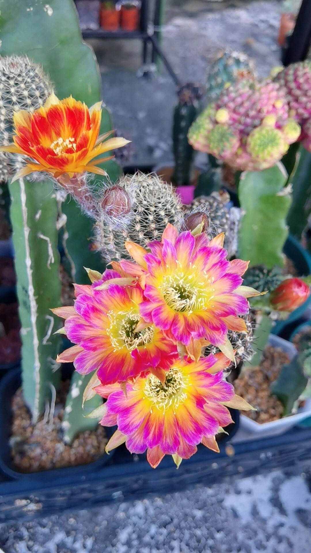 929292很多球友谈嫁接仙人球色变,不喜不爱!