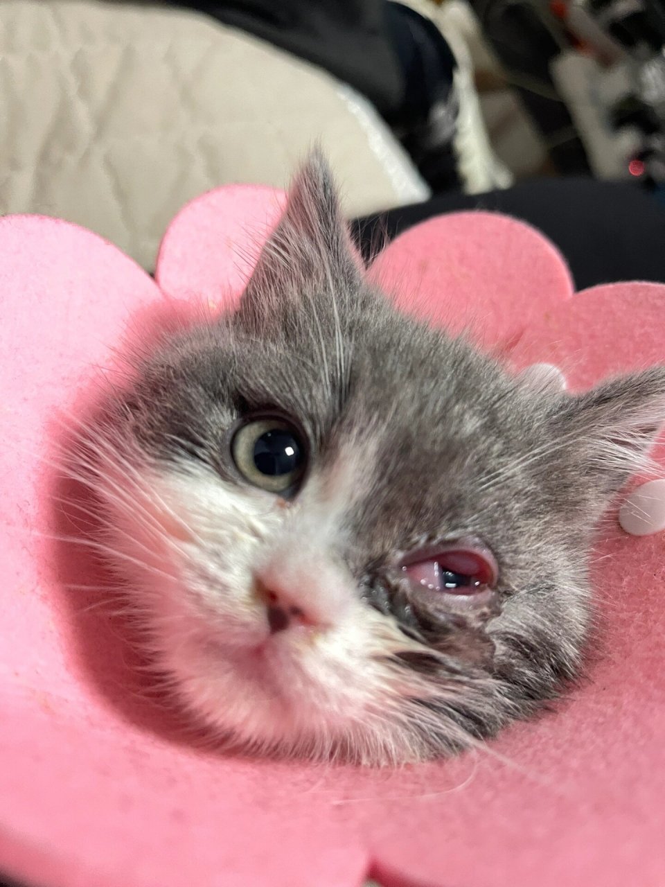 猫咪眼睛溃疡,角膜炎,结膜炎 在家就能治好 分享下治疗的全过程,有点