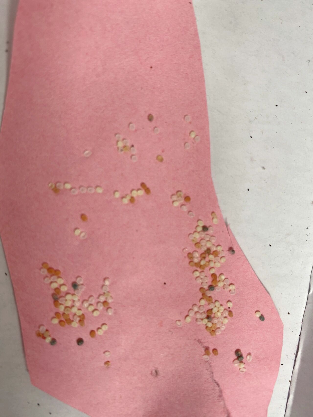 三种不同颜色的蚕卵代表什么