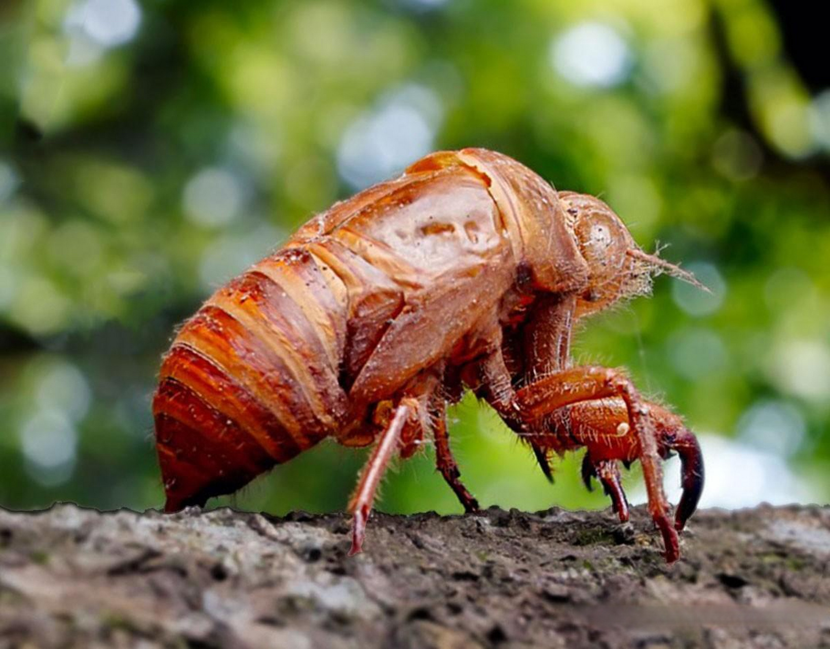 济南章丘知了村 济南章丘辛丰村以"知了猴"闻名,是全市最大的金蝉养殖