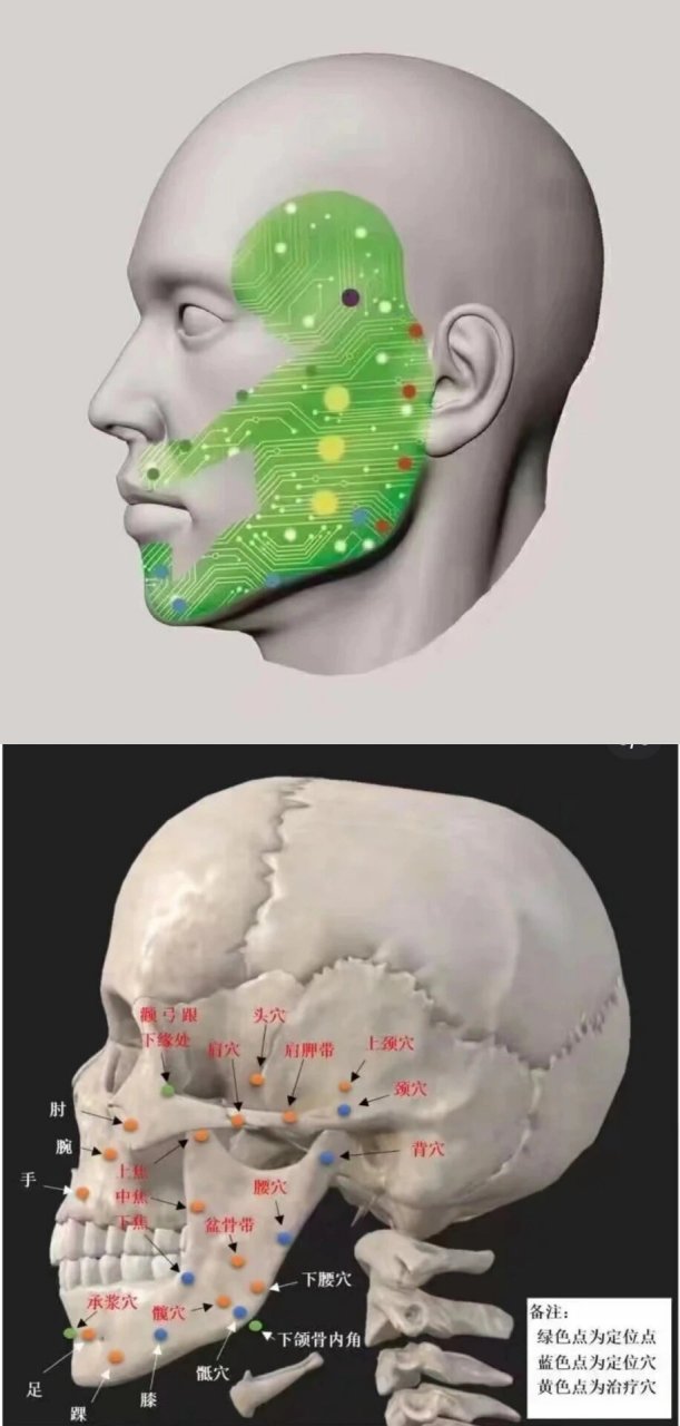 颊针 基础穴位定位 1.基础穴位共16个. 2.