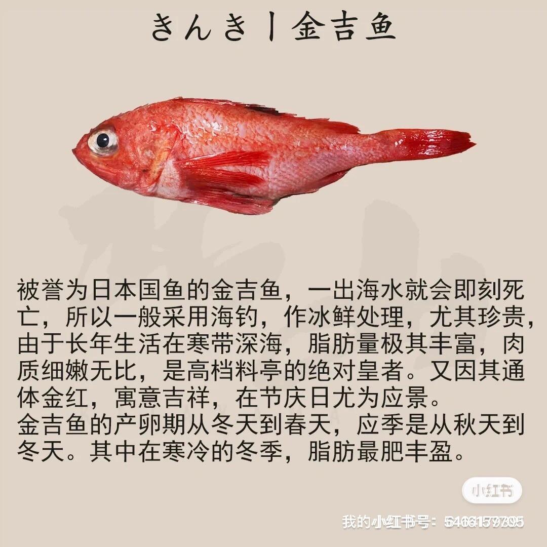 金吉鱼简介图片