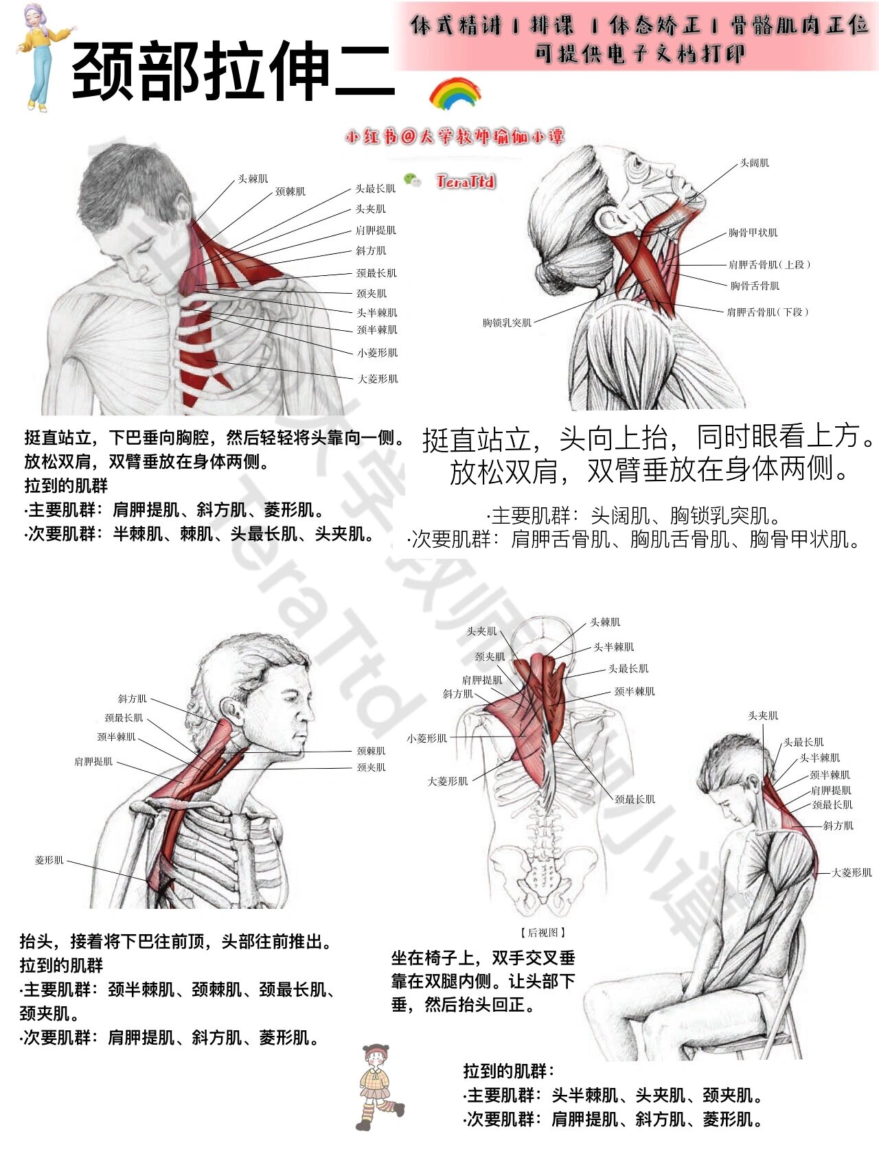 颈屈伸肌图片