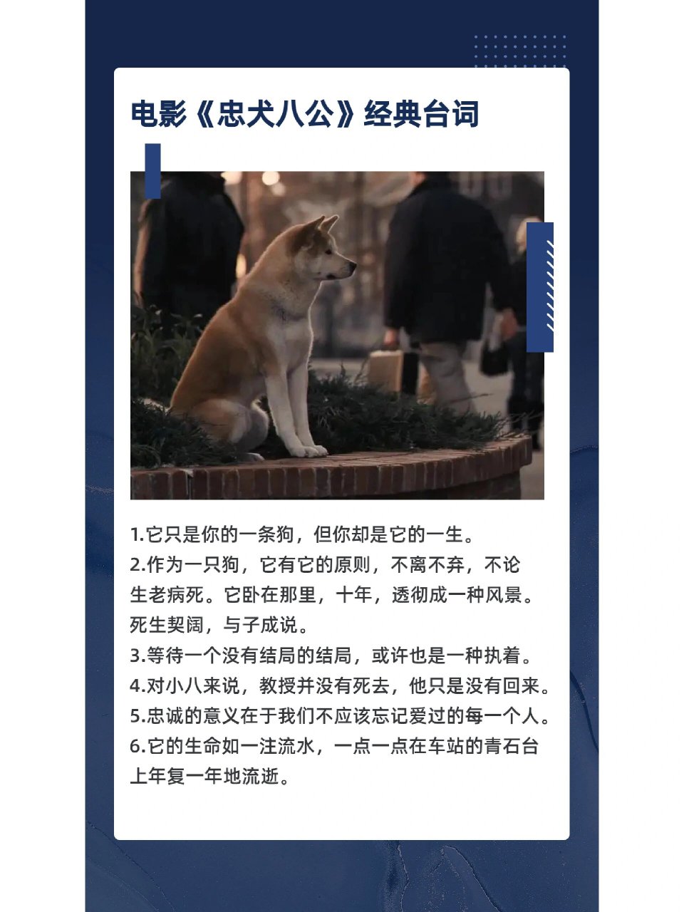 忠犬八公经典台词截图图片