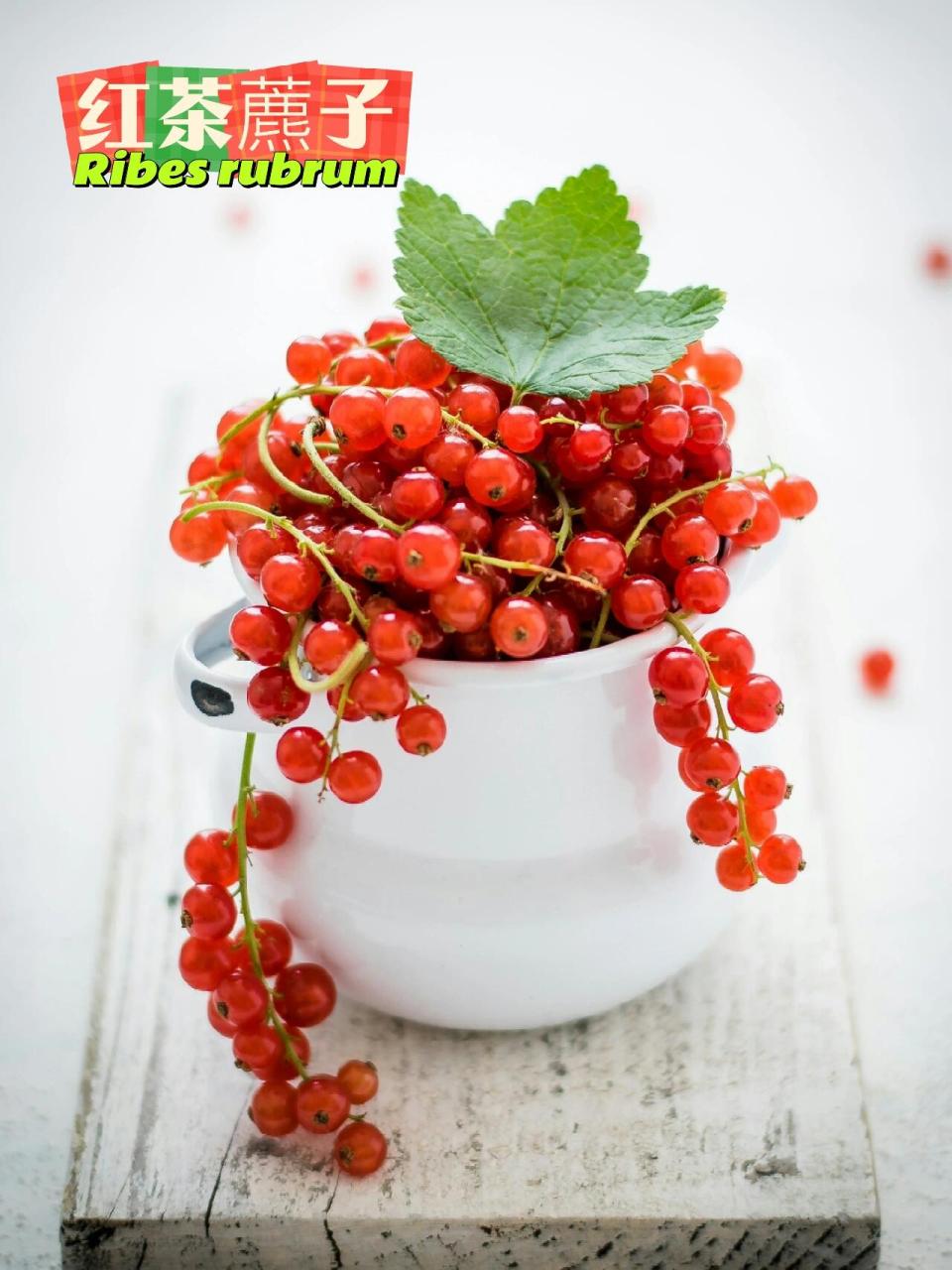 这到底是红加仑还是红醋栗还是红茶藨子?