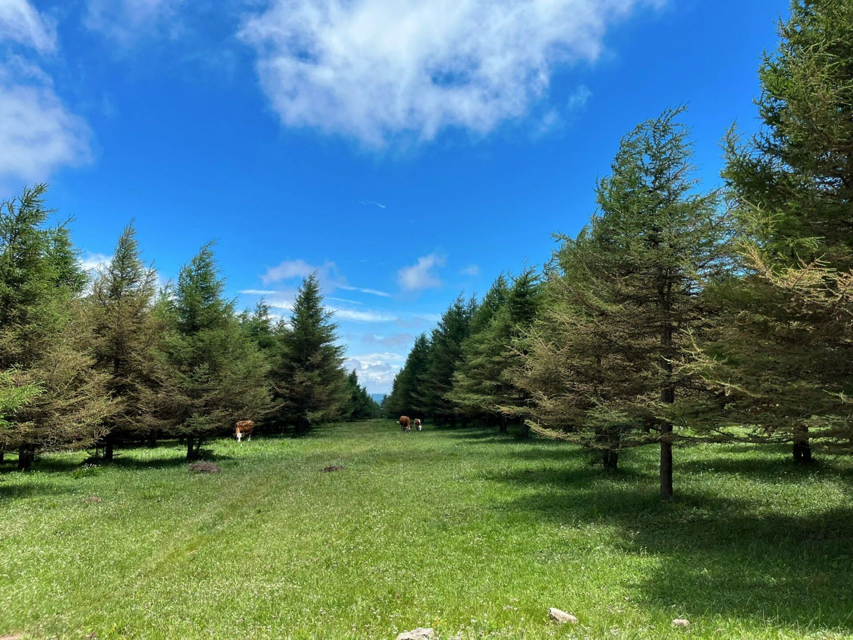 蔚县行～飞狐峪61空中草原 草原的天空很高,很蓝,阳光没有夏天那么