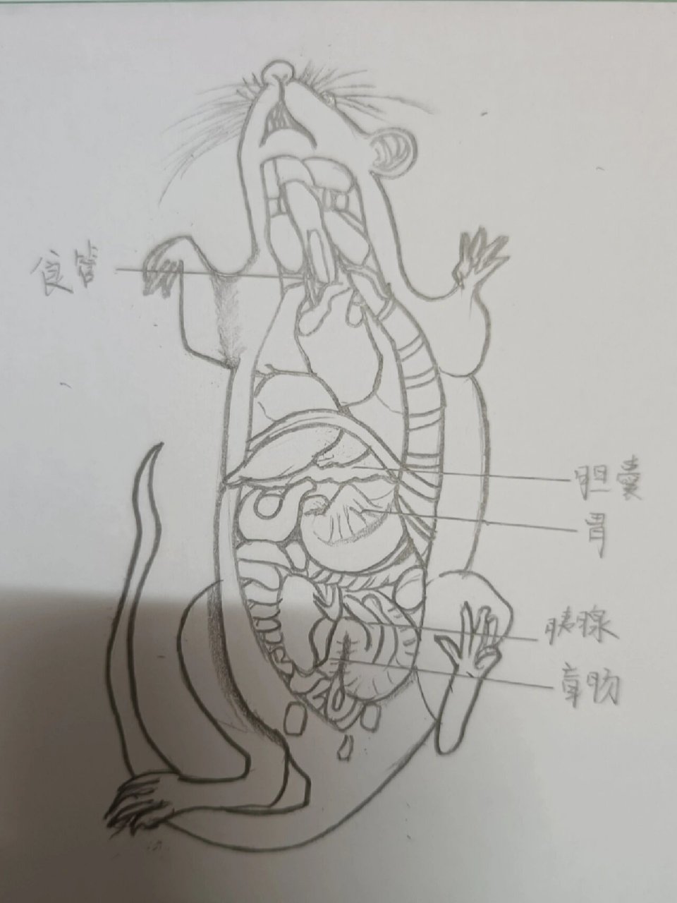 解剖图 小鼠消化系统示意图#画渣日常# #学科生物# #解剖# #手绘