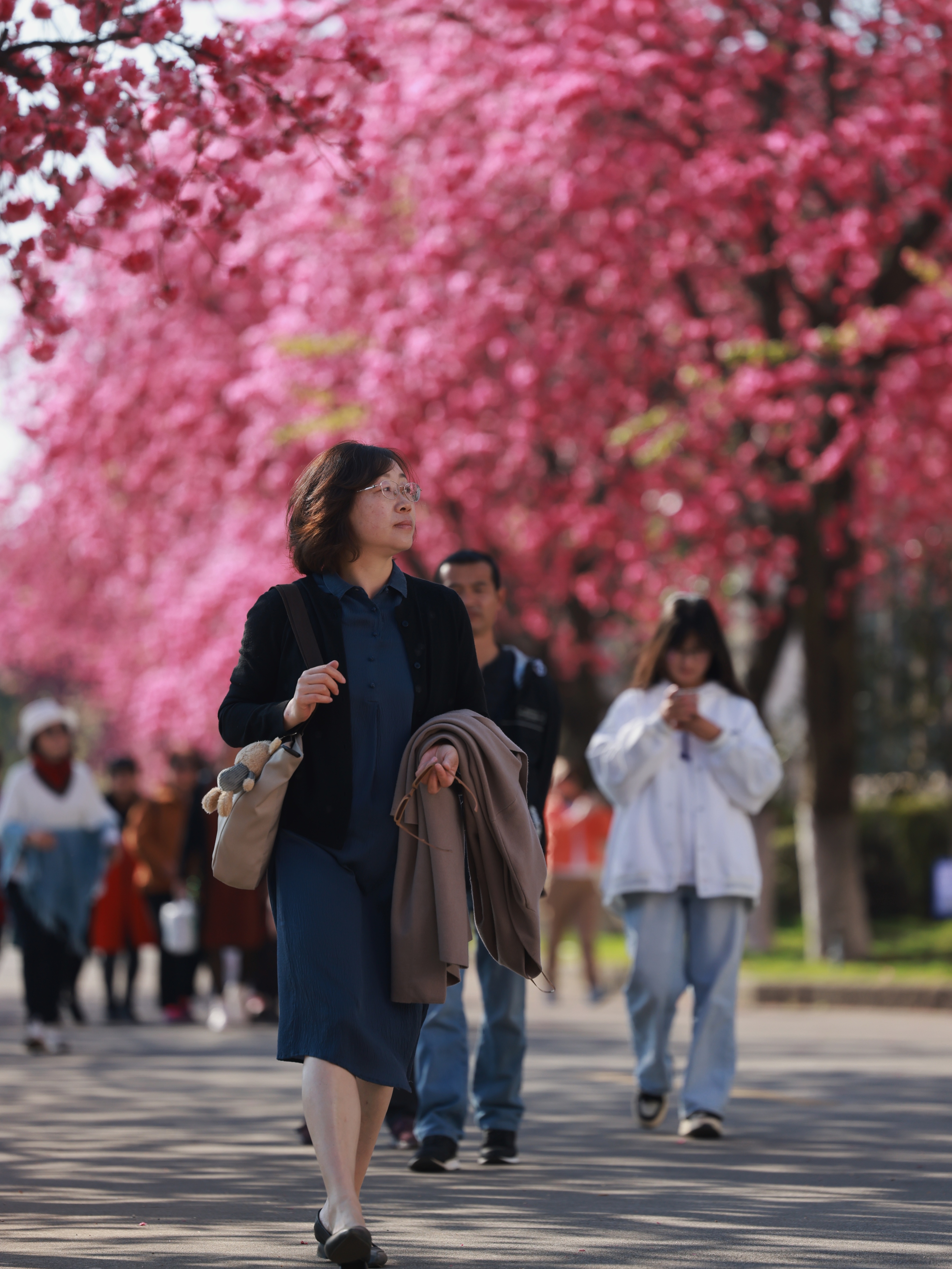 大理大学樱花:错过开放日,赏花看过来!(附攻略) - 来自作者:无违旅行.