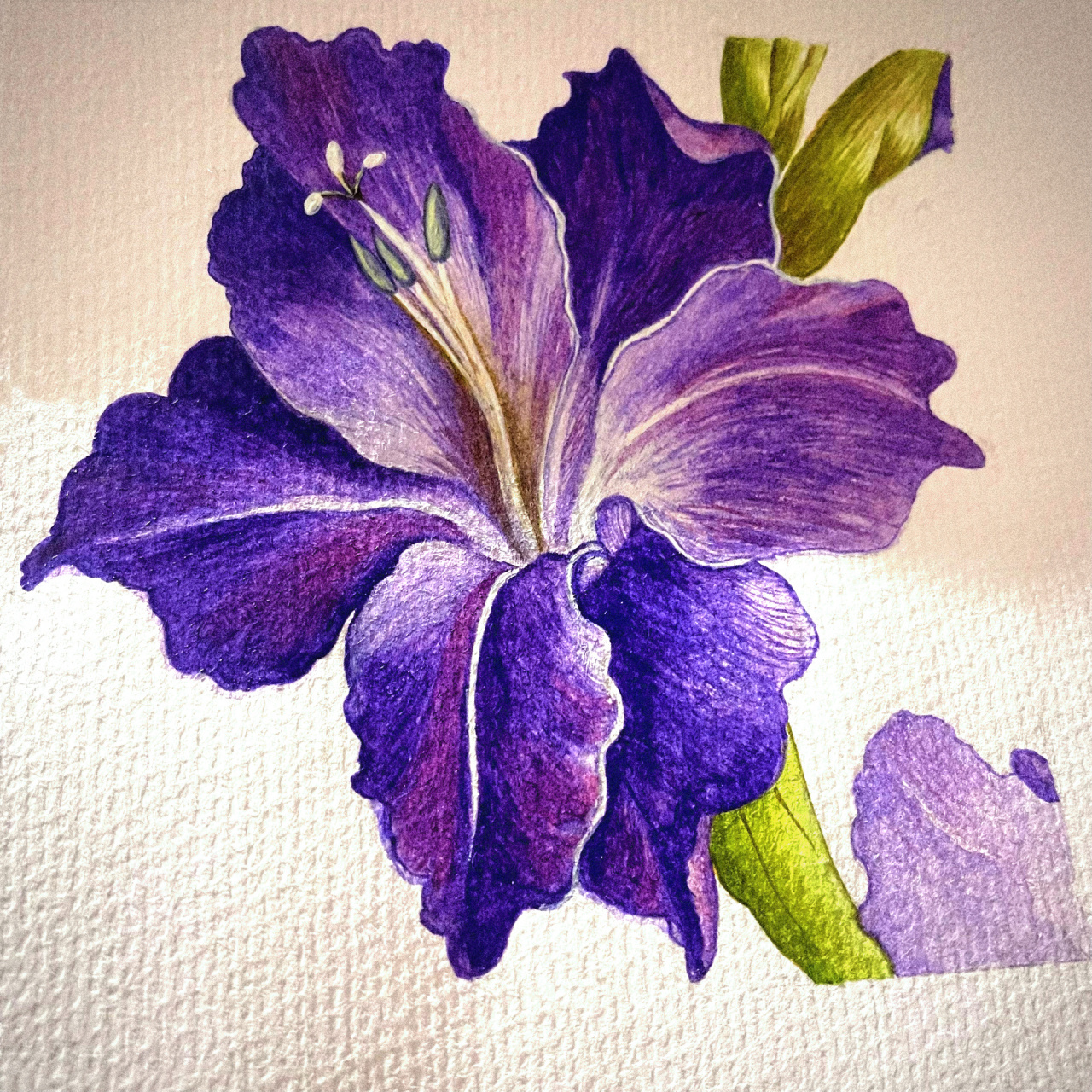 马兰花手绘|水彩花卉