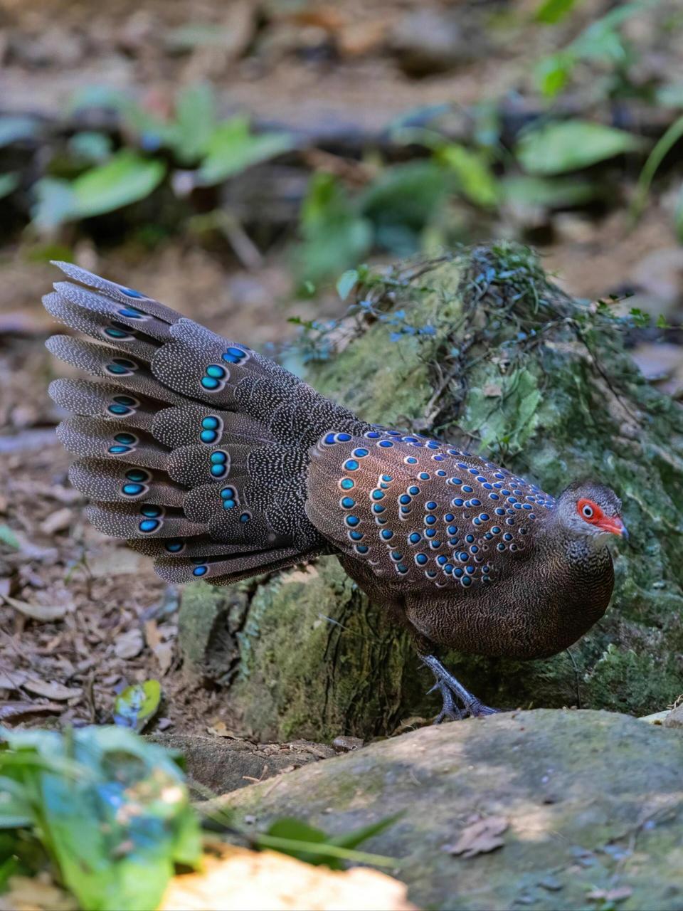 01 	 海南孔雀雉,鸡形目雉科孔雀雉属.濒危.