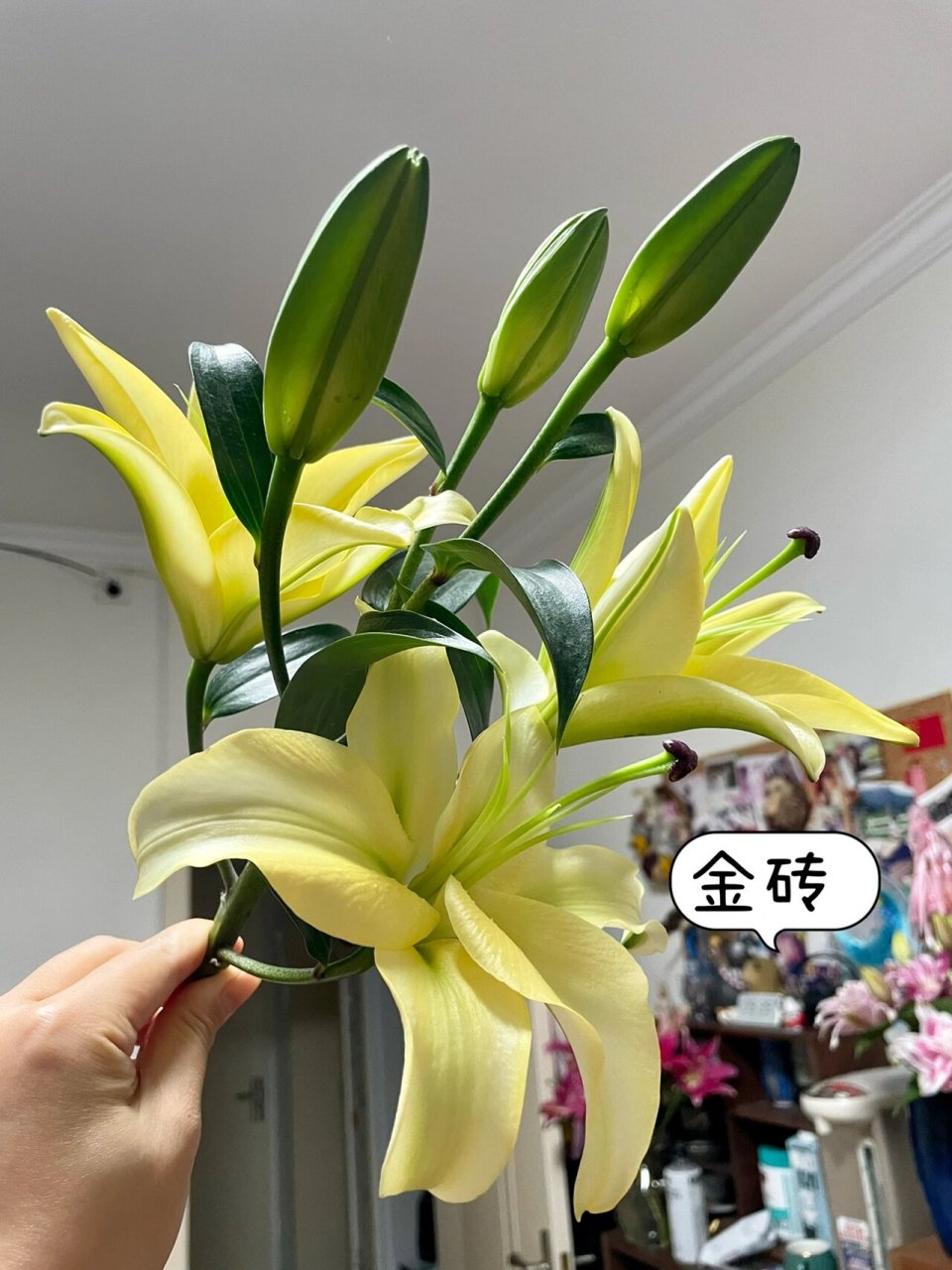 那些好看又耐养的单瓣百合7天打卡推荐来啦～ 最常见的白百合