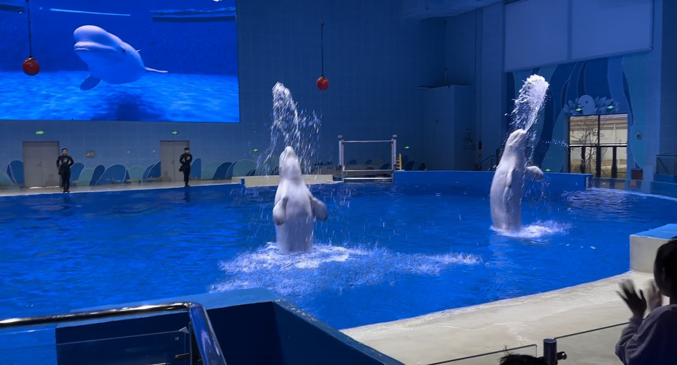 石家庄极地海洋世界   终于去极地海洋世界玩啦,是周末好去处.