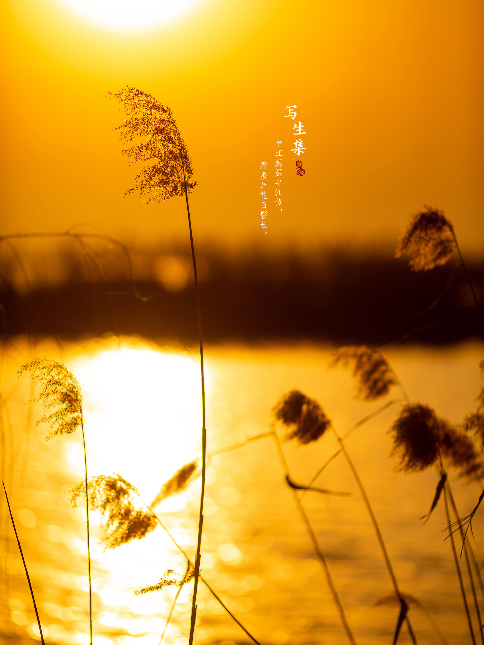 水务动态 海河中心全面展开芦苇整理作业