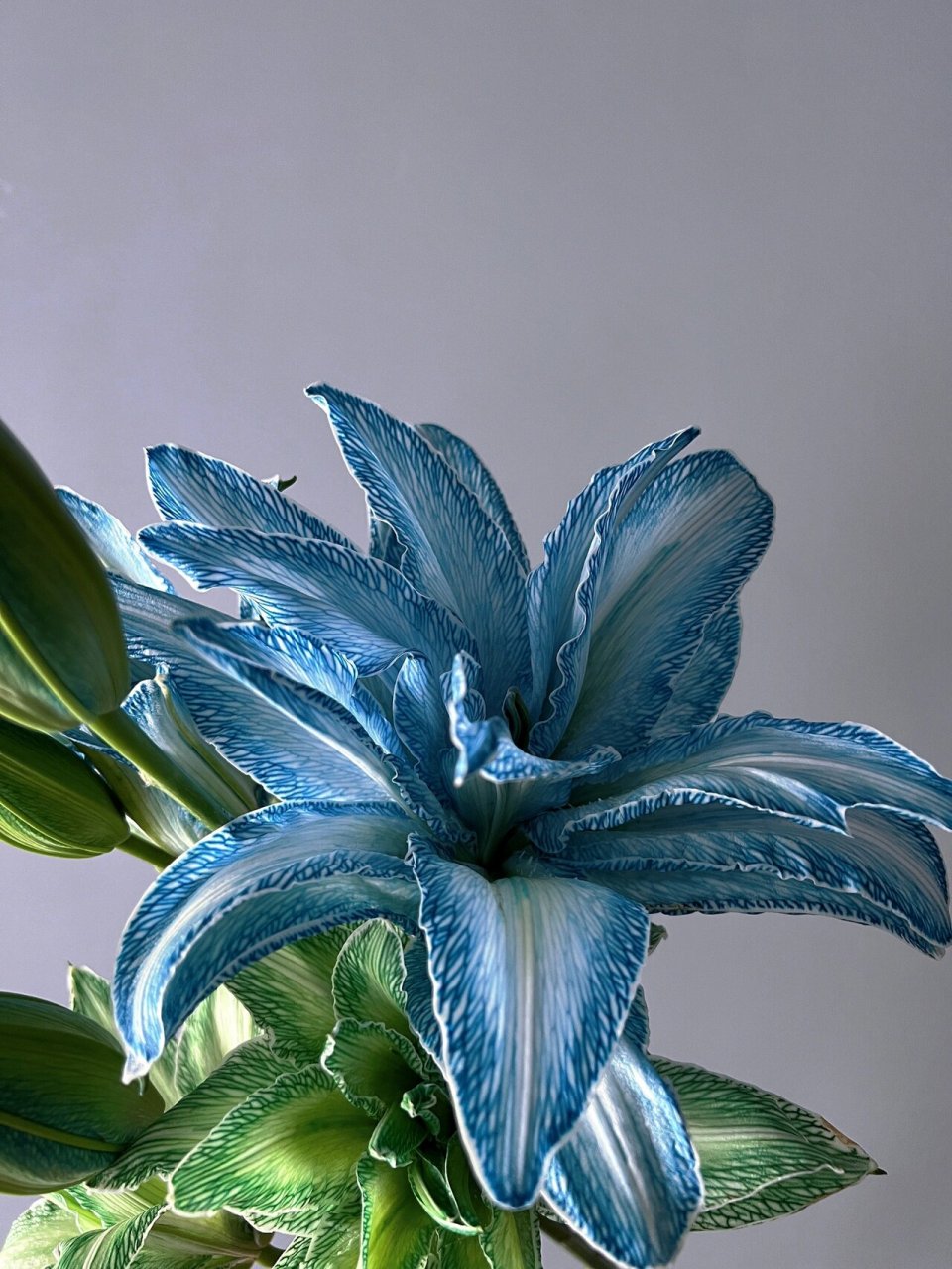 9797花材:那不勒斯蓝吸色重瓣百合-伊莎贝拉 9797别名:强瞿