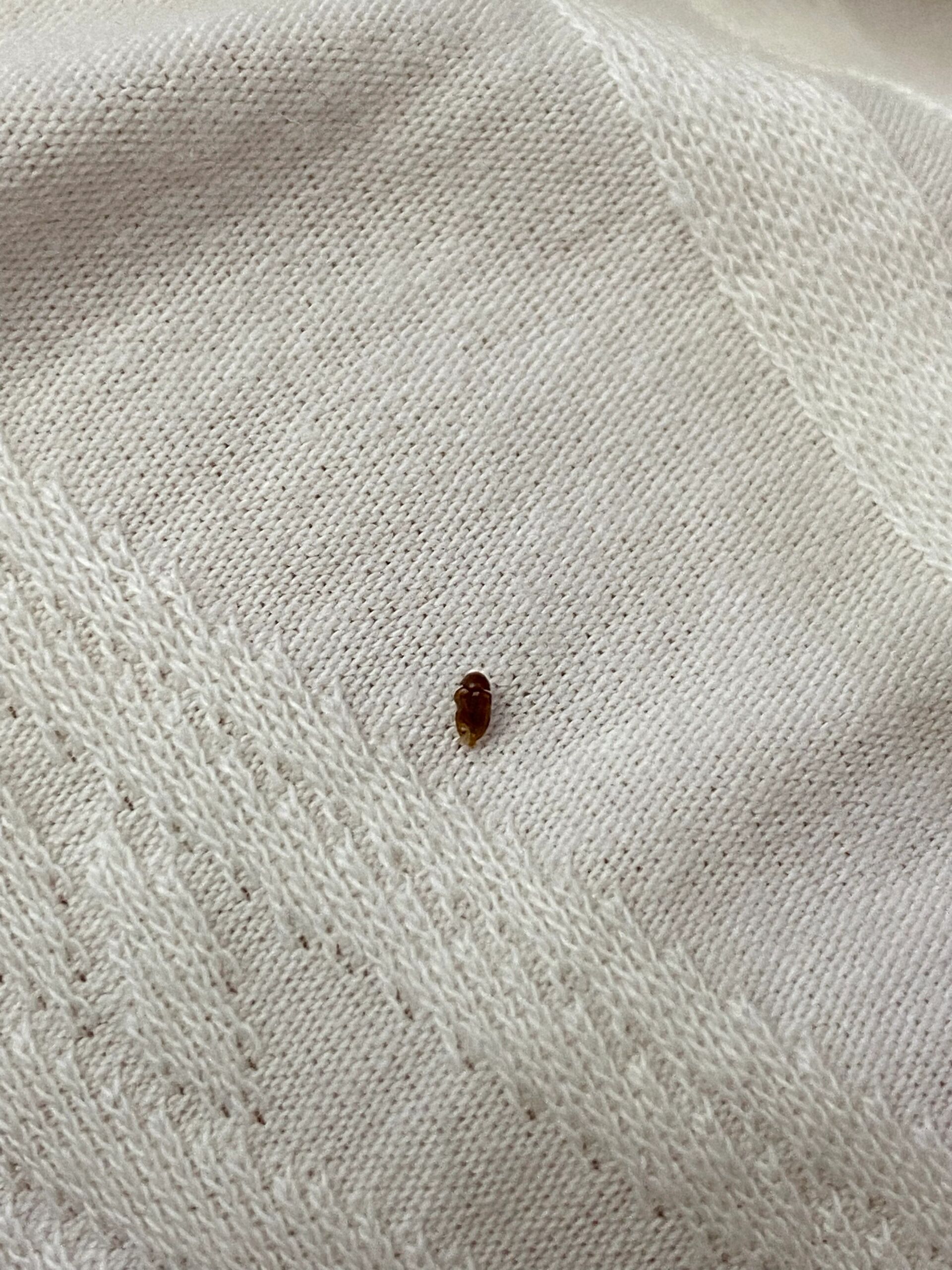 求助!有哪位姐妹认识这种虫子