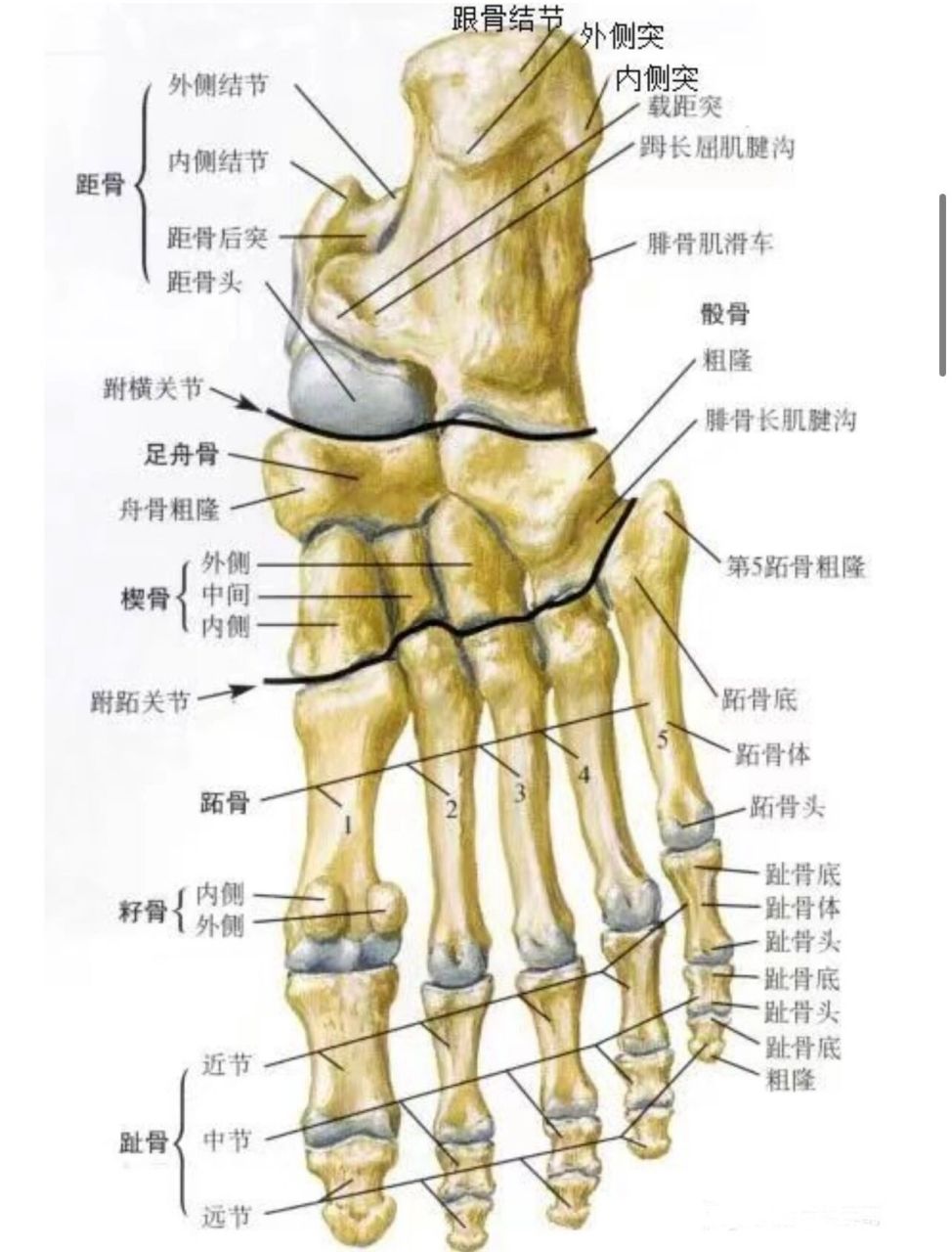 足背骨头结构图片