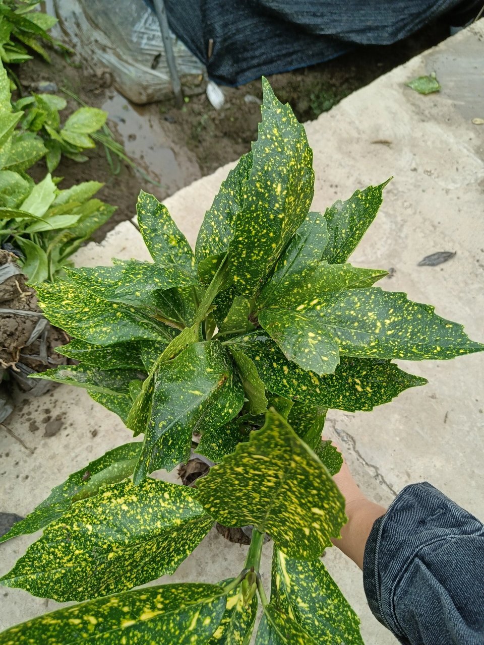 洒金桃叶珊瑚2元一棵20棵起发货包邮   发货苗情