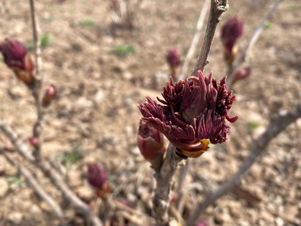 牡丹园的凤丹冒出花苞了 进入3月份, 凤丹牡丹开始长出花苞来了, 苍劲