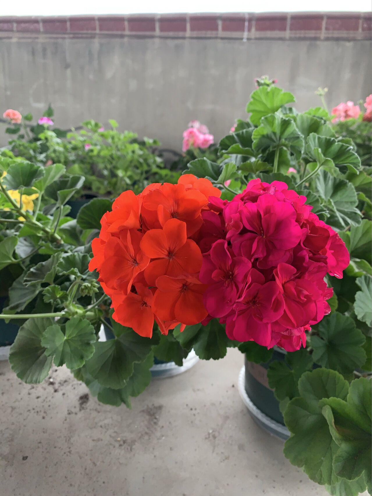 懒人天竺葵——莓香 莓香花束圆润 大 它的株型可大可小 你用大盆它就