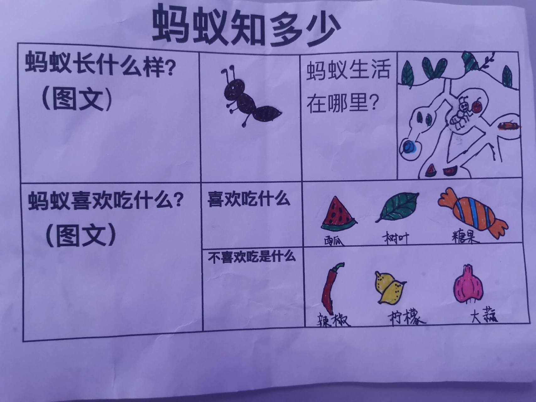 蚂蚁知多少调查表   中班调查表蚂蚁知多少