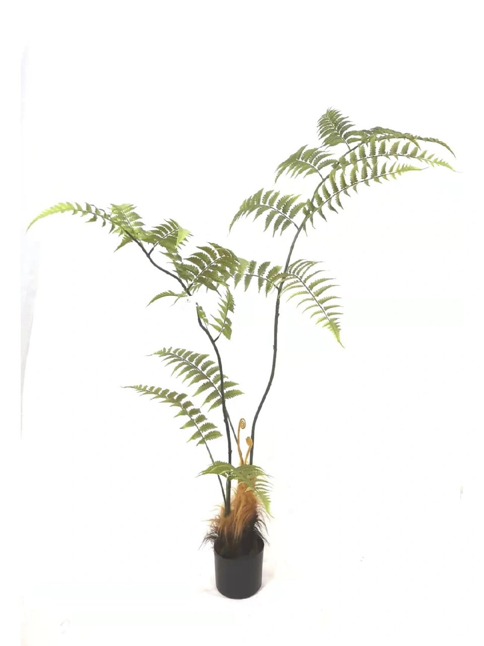 适合造景的植物—仿真猴头蕨 图一是客户实拍图借用一下,实物超级惊艳