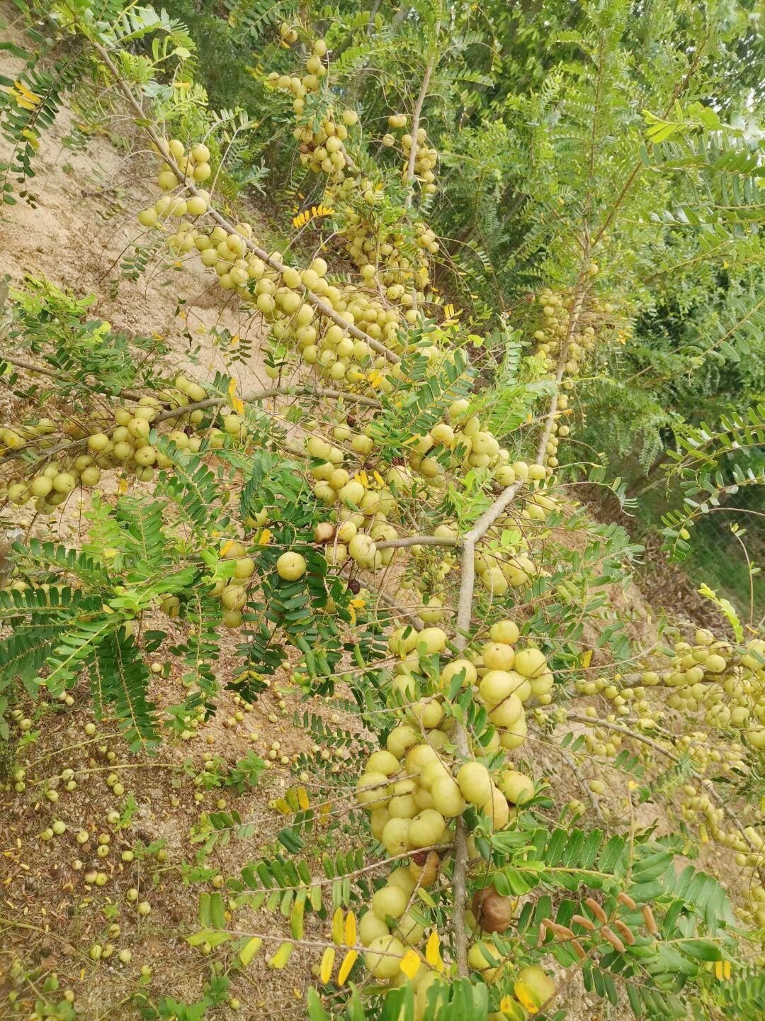 油柑～潮汕味道 油柑可以干吃也可以榨汁,油柑77糖96=油柑汁.