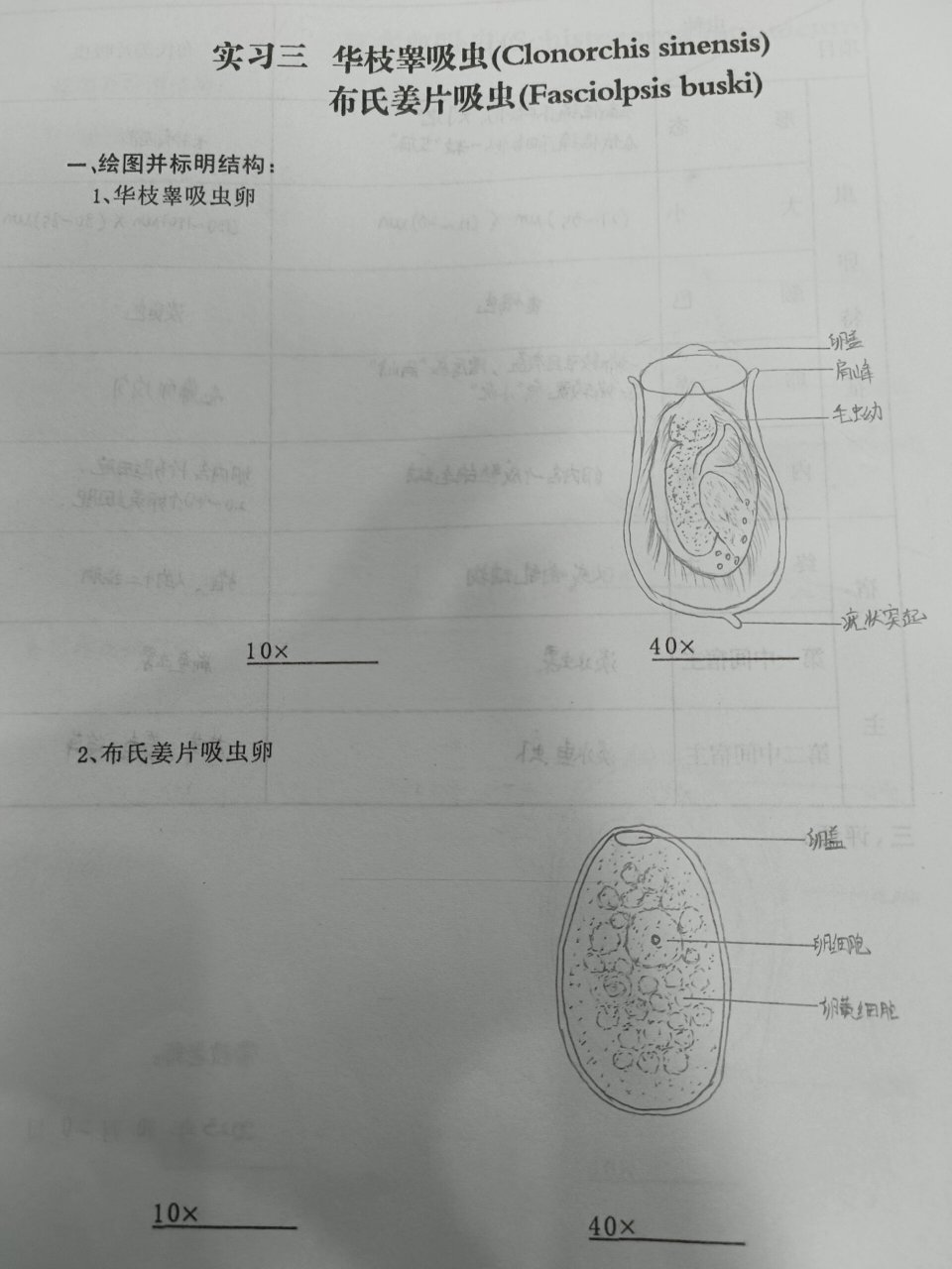 布氏姜片吸虫 华支睾吸虫卵,布氏姜片吸虫卵实验报告(手绘图 )