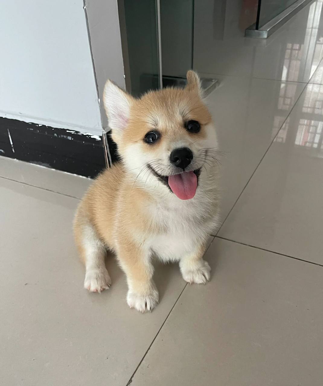 柯基土狗串长成这样?