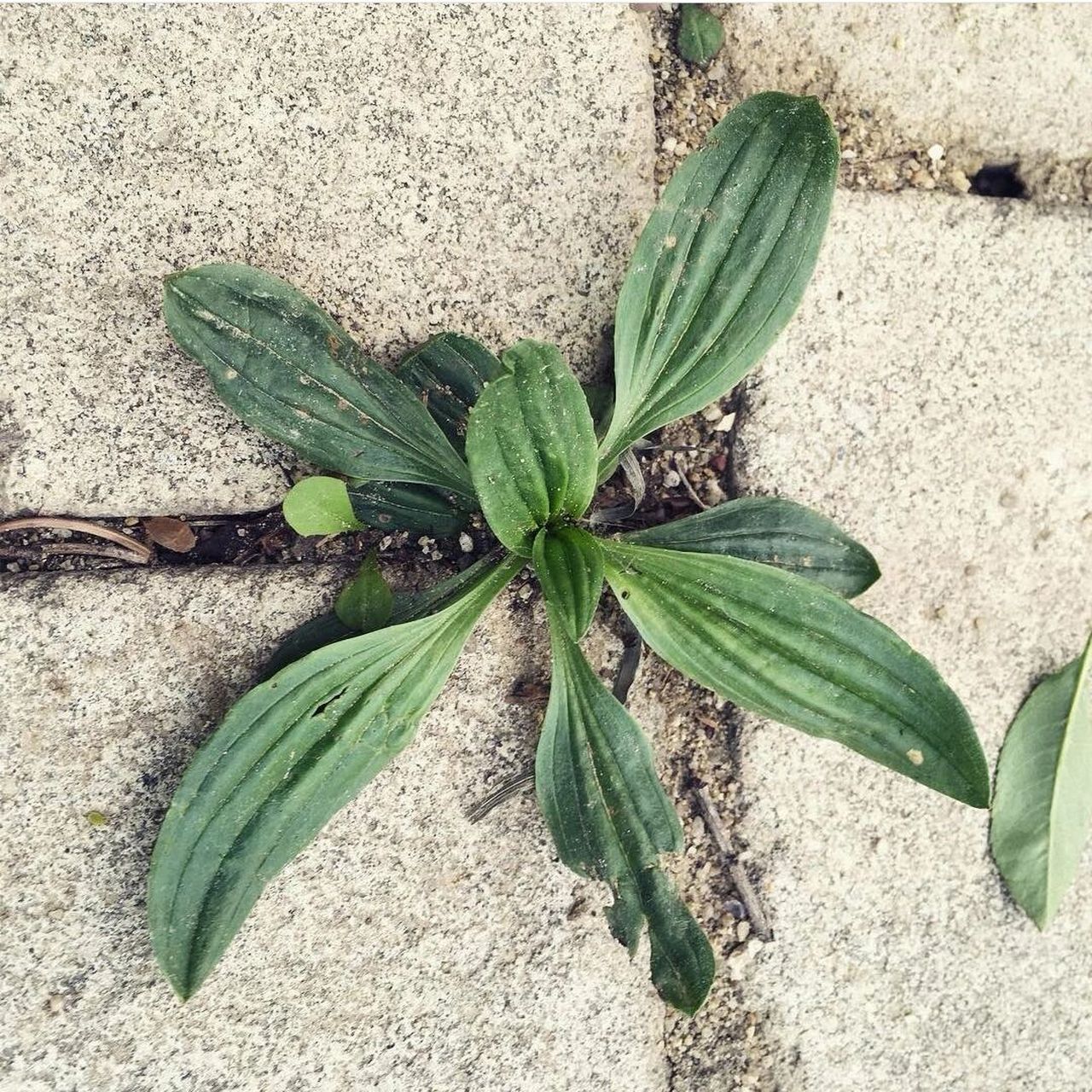 根据唯基百科,车前草属( plantago )约有 190 种.
