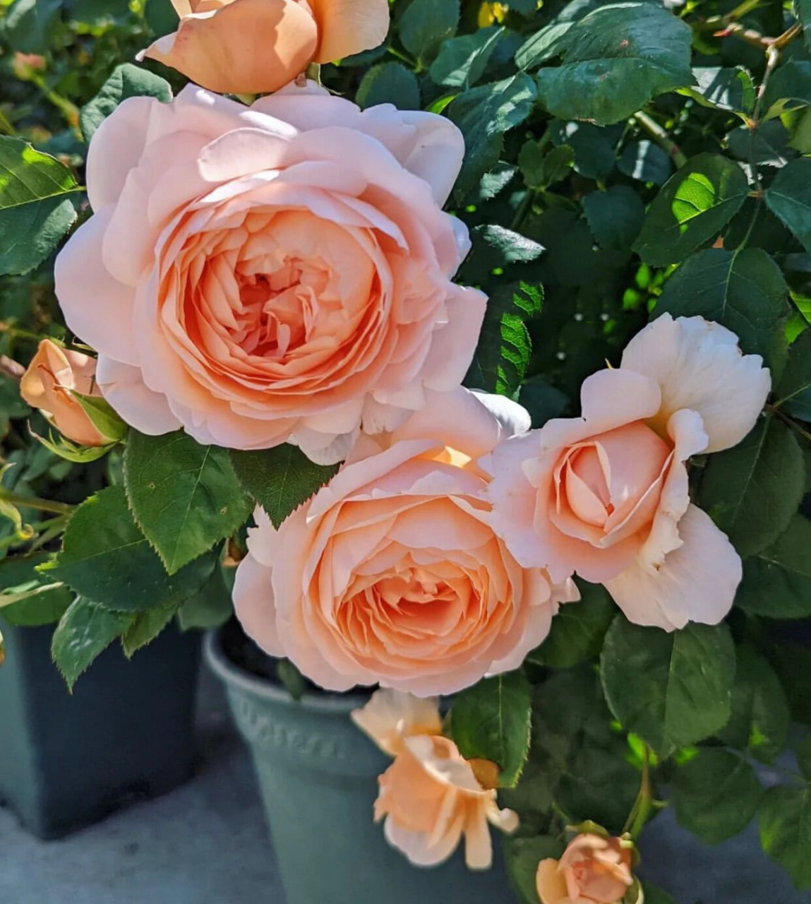 奥斯汀安布里奇月季优缺点分析欢迎补充9399 安布里奇ambridge