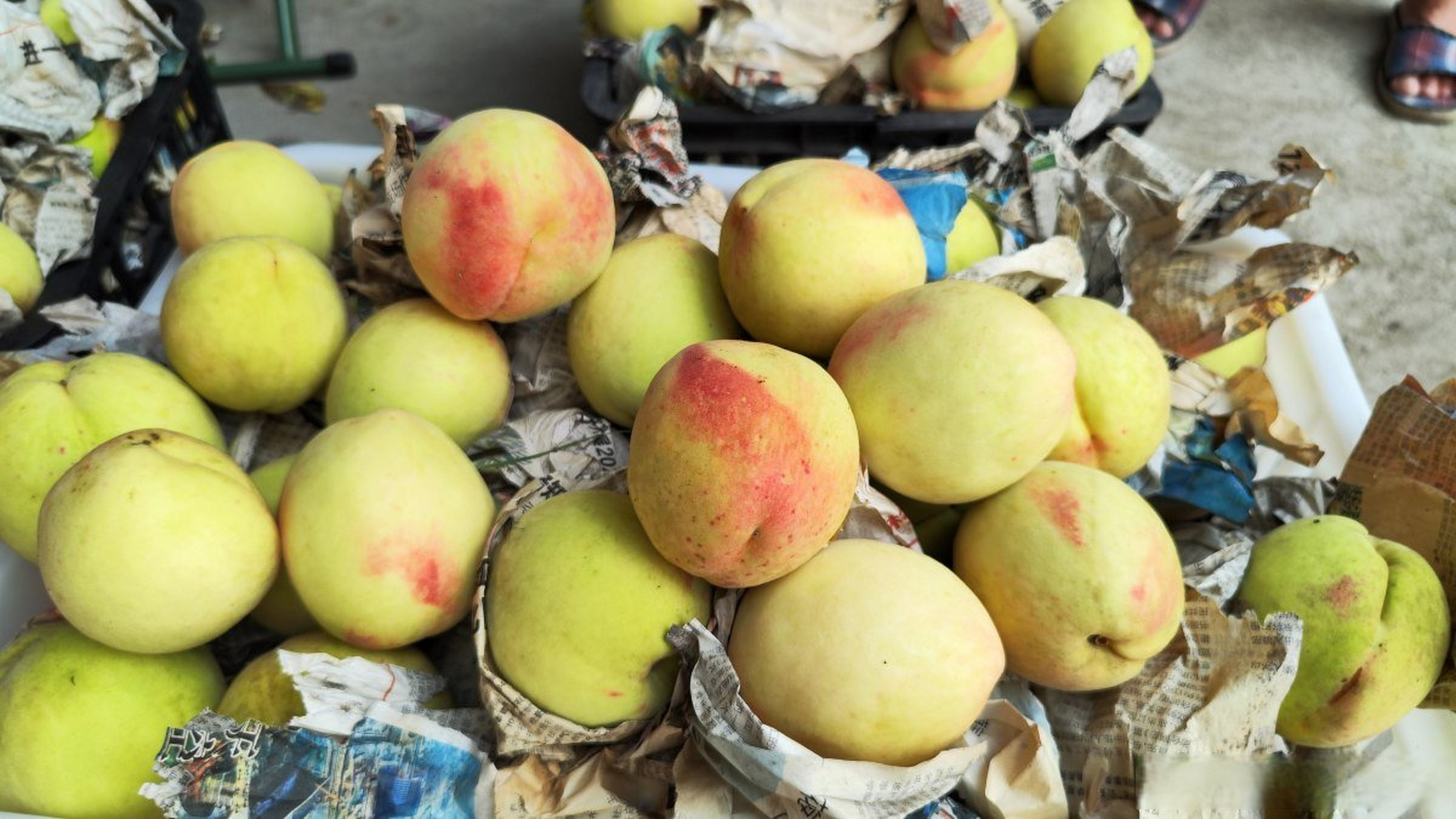 【#寻觅奉化玉露桃感受老味道# 】大暑过后,奉化的玉露桃进入到成熟