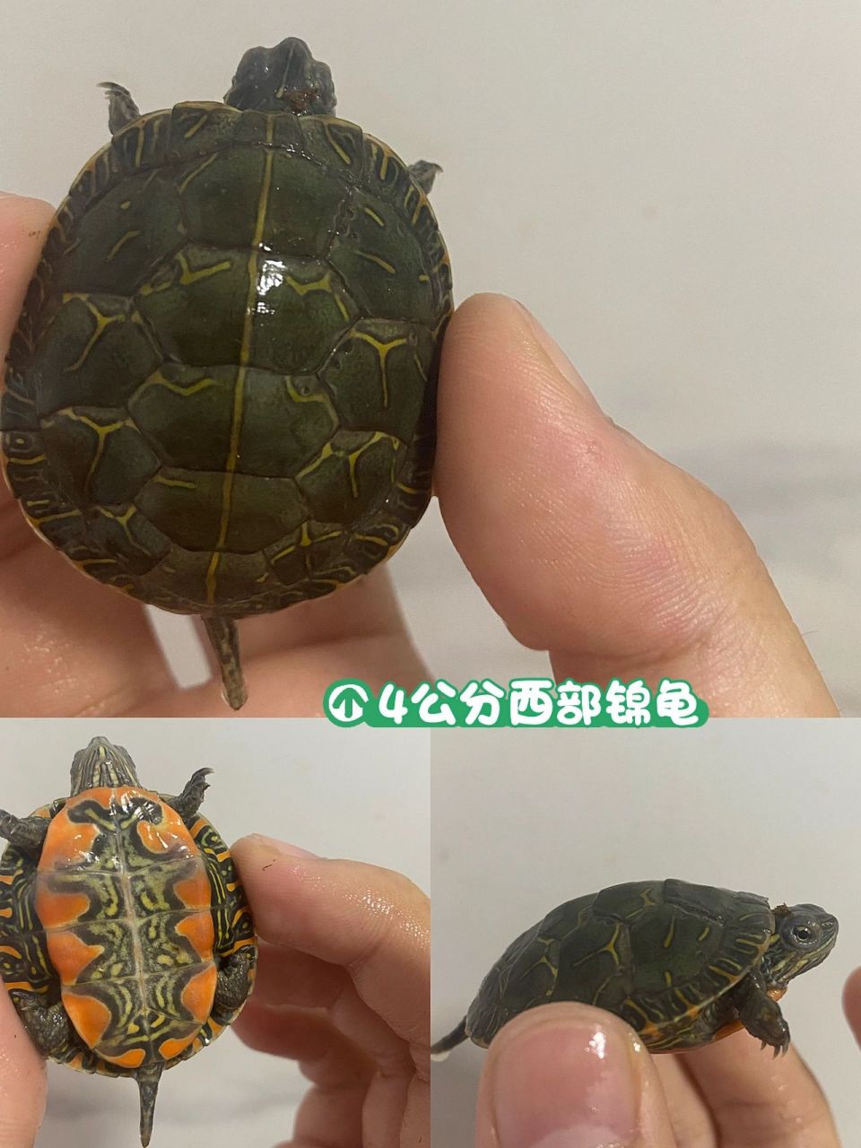 新到的6只西部锦龟… 前5只昨天下午拿的 最后一只国庆节拿的…回家