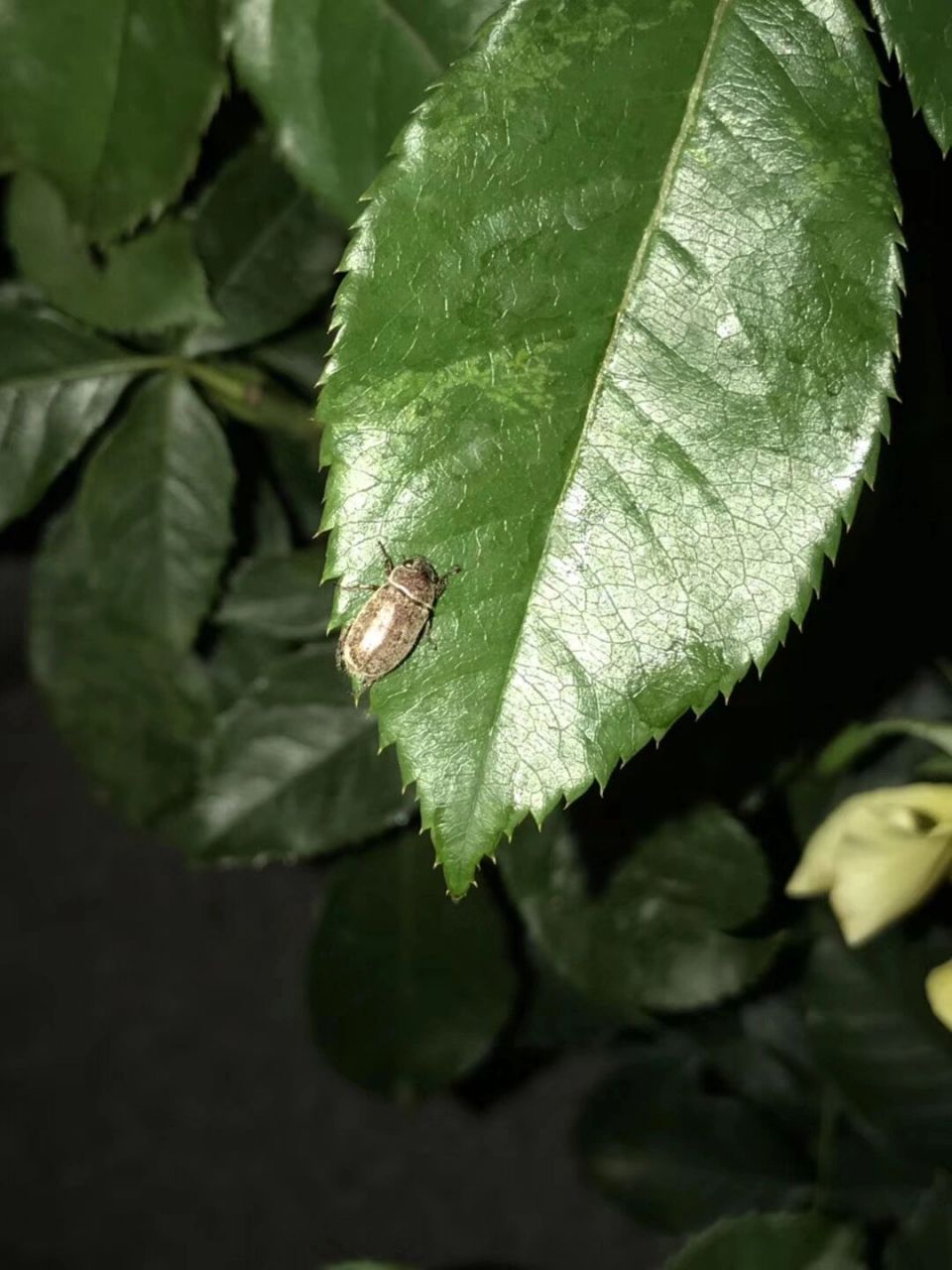 专吃月季叶子的金龟子 蛴螬成虫(金龟子),专门吃月季叶子,经常啃食