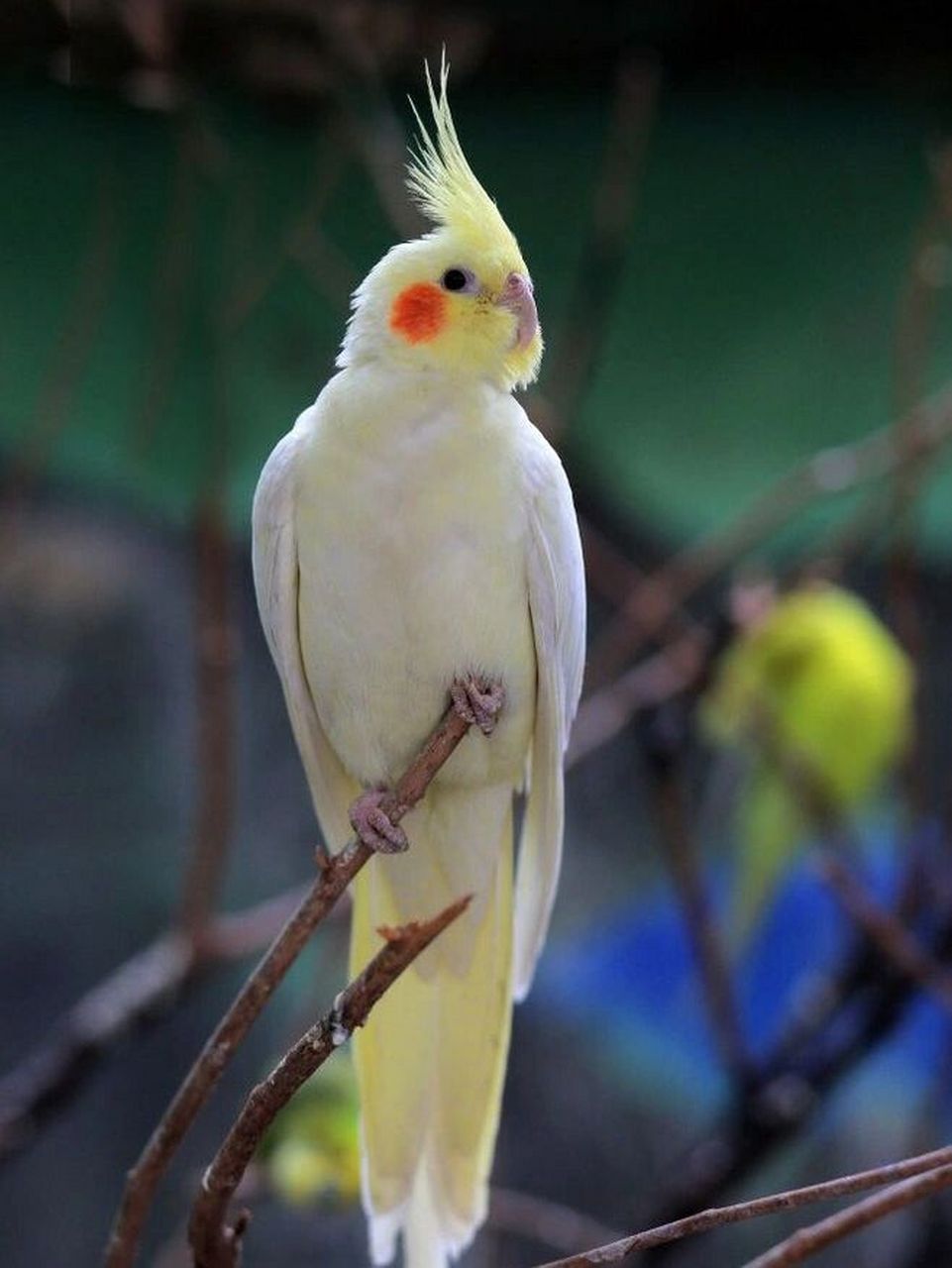 到底玄凤鹦鹉能不能单养呢? 是养一只鹦鹉好还是养两只好呢?