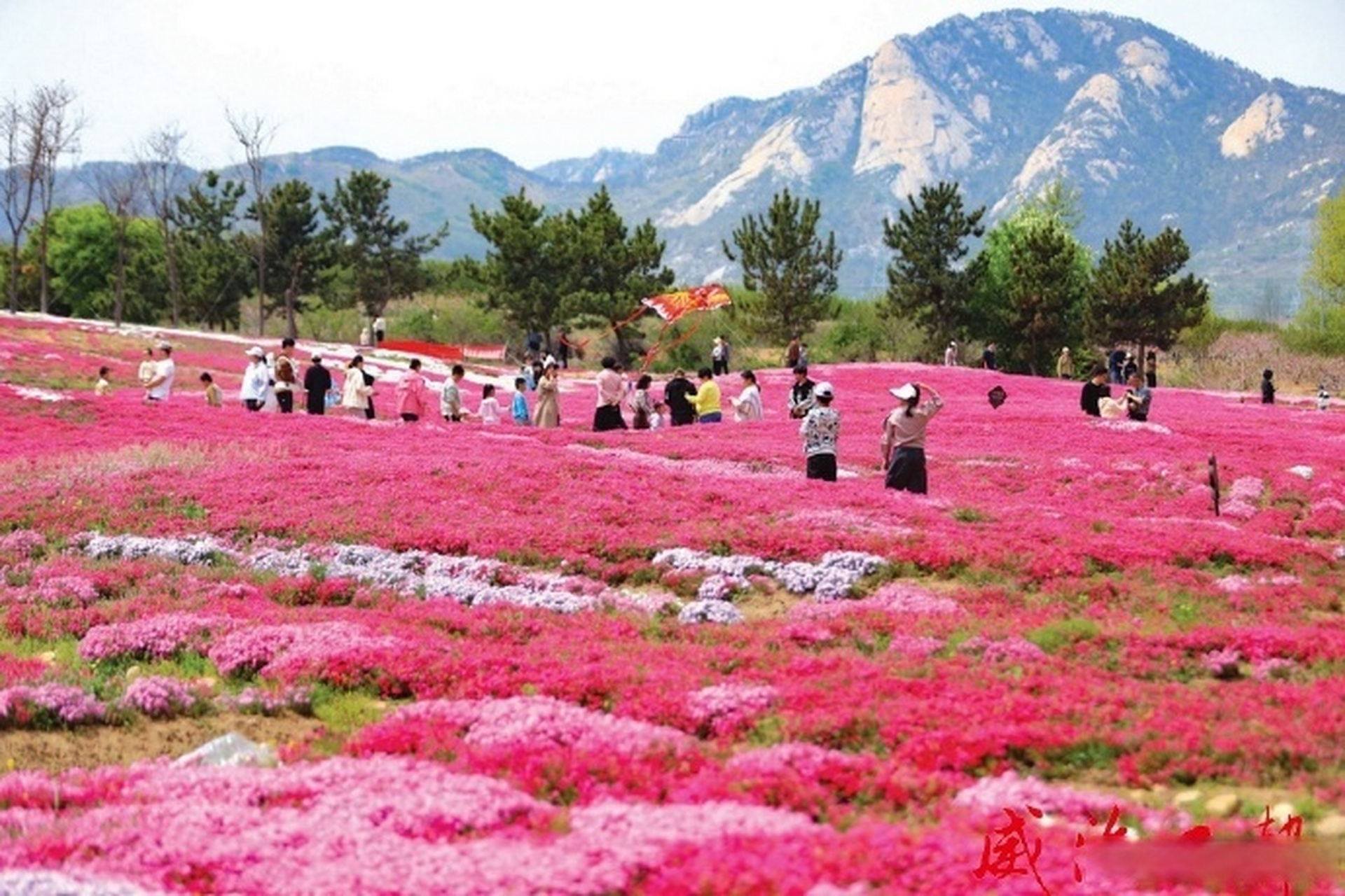 昆嵛山脚下的文登区界石镇晒字村百亩芝樱花海进入盛花期