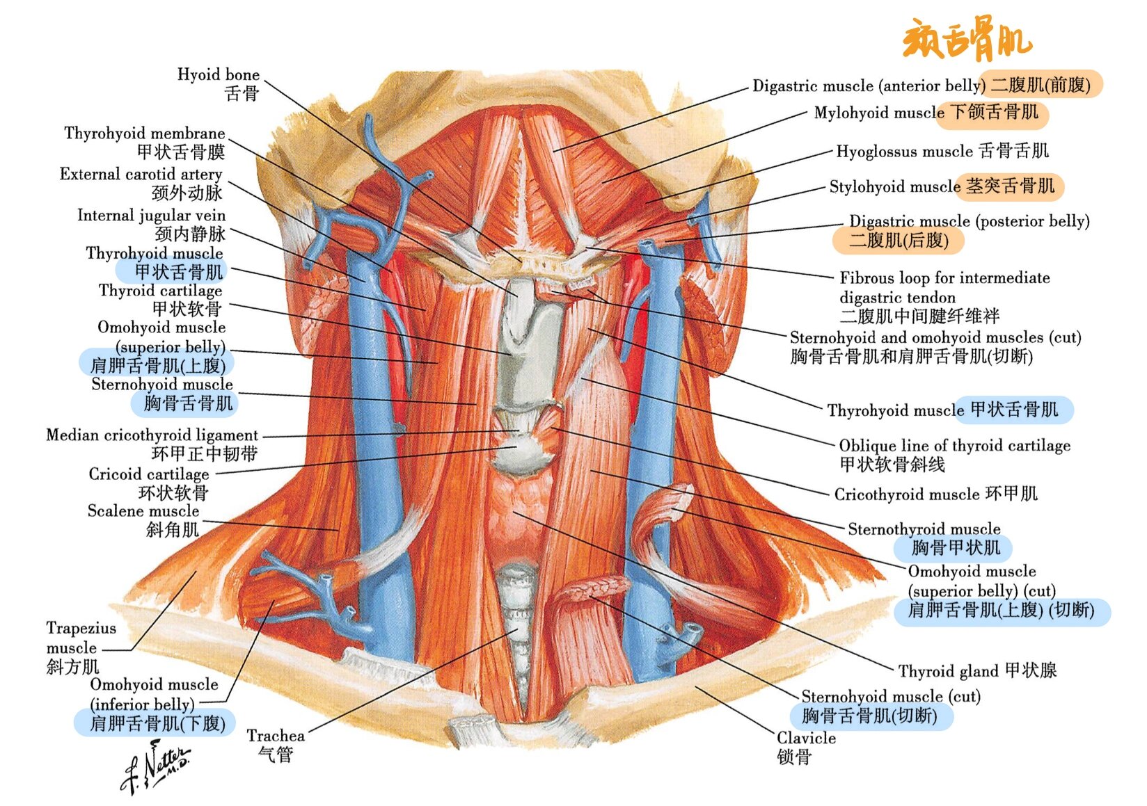 脖子环状软骨图片图片