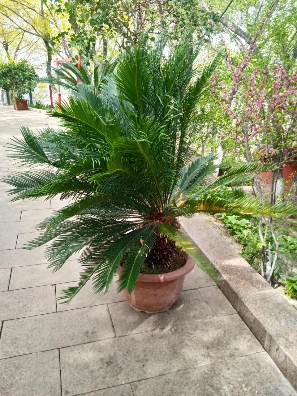 这是北方的铁树,种在花盆里,冬天要搬进有暖气的室内过冬.