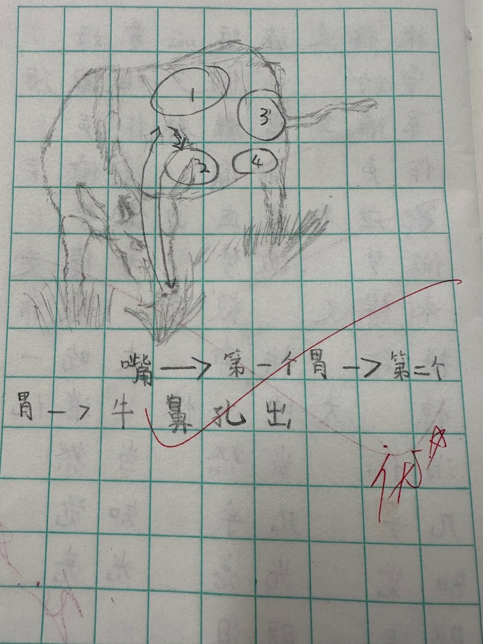 90 课后习题要求,画一画红头在牛肚子里旅行的路线图图文并茂,画的