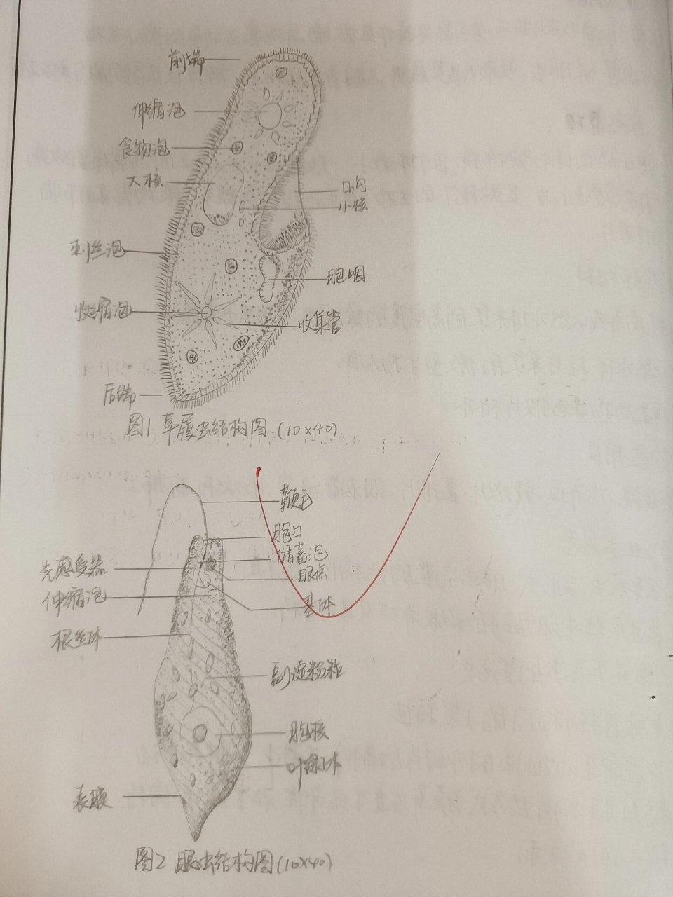 普通动物学实验报告一一原生动物门各纲代表动物形态结构观察