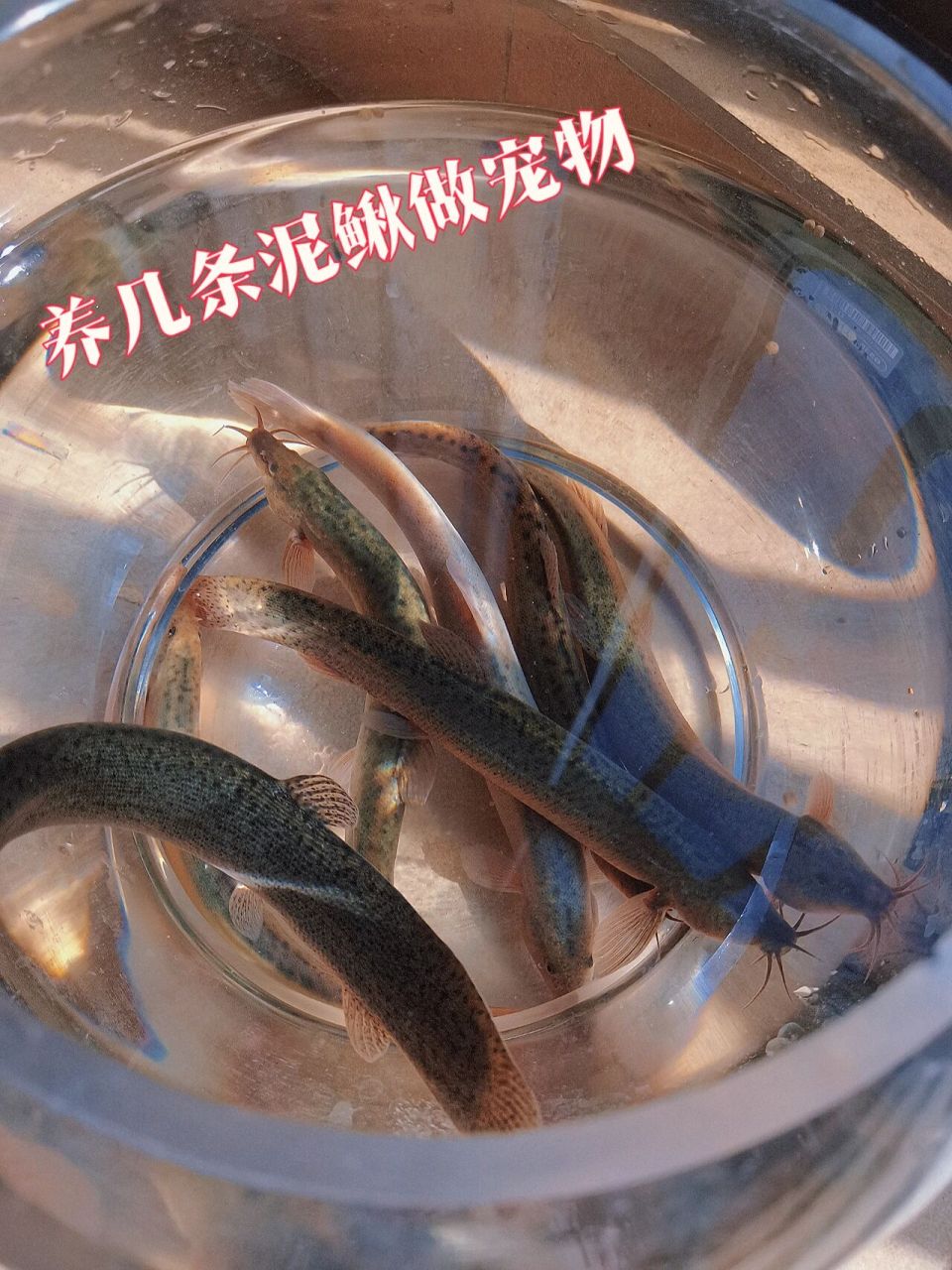 养几条泥鳅当宠物也不错哦 家里有个特别喜欢小动物的小娃子怎么办?