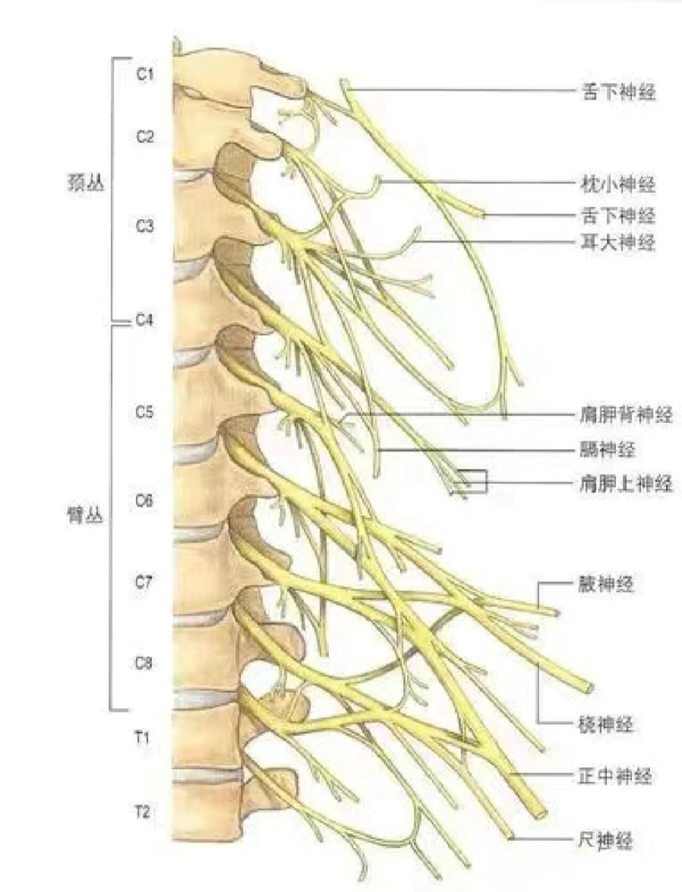 颈窝位置示意图图片