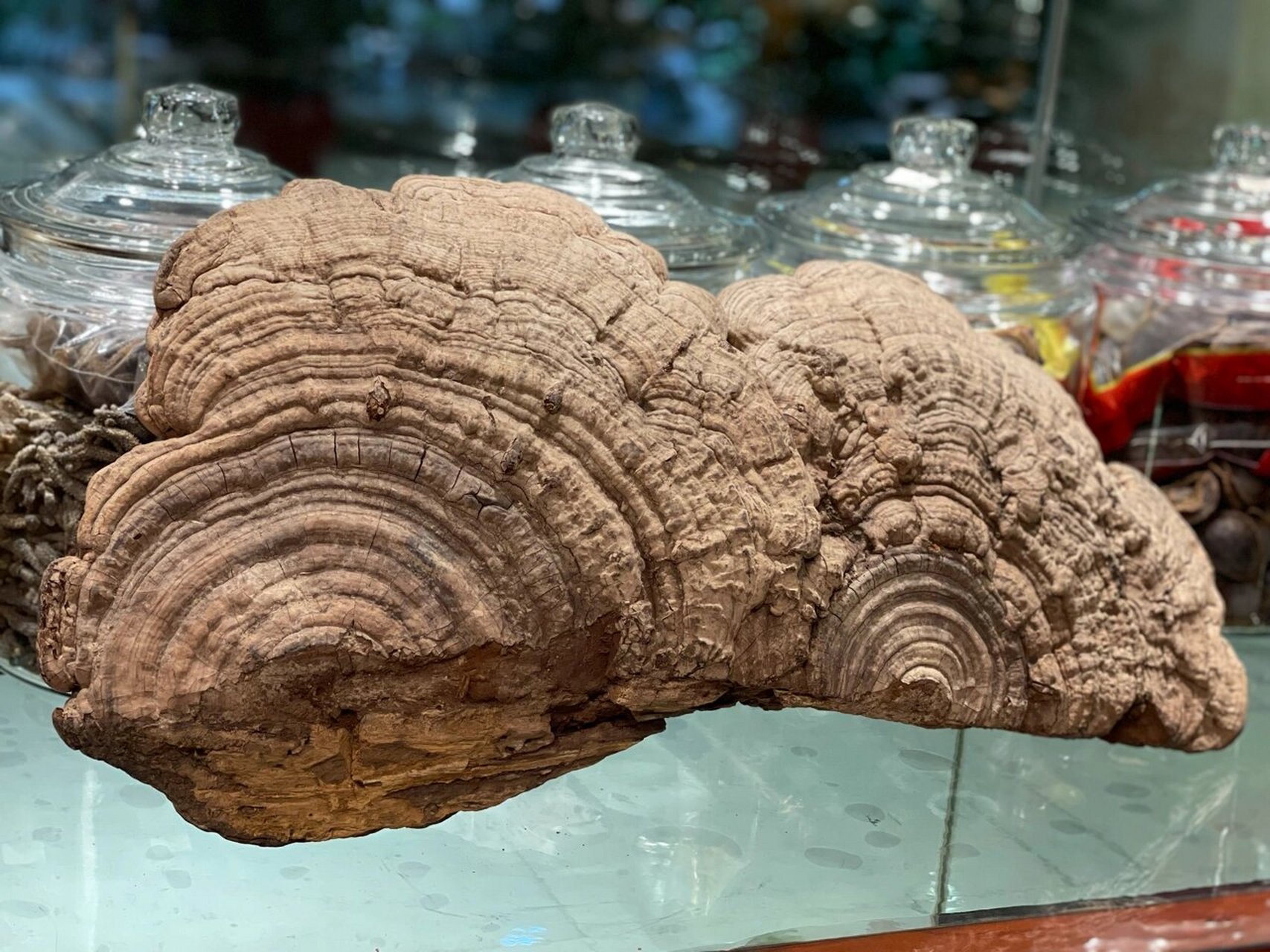 树舌灵芝 树舌灵芝又称树舌扁灵芝,老母菌,枫树菌,老牛肝.