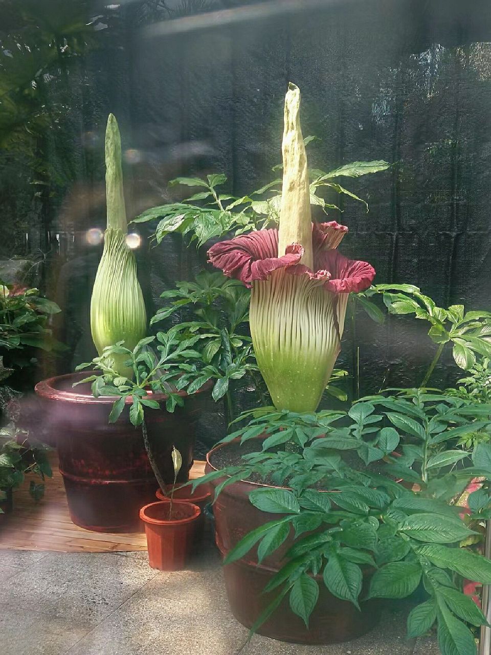 国家植物园巨魔芋开花的小尾巴 昨天中午才在各大公号上看到巨魔芋