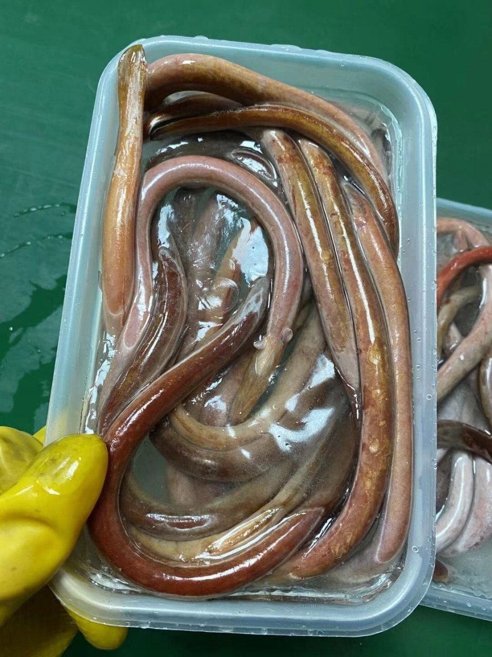 血鳗鱼,肉质肥美细嫩,民间又素有"补血小能手"之称,被誉为鳗科中的"