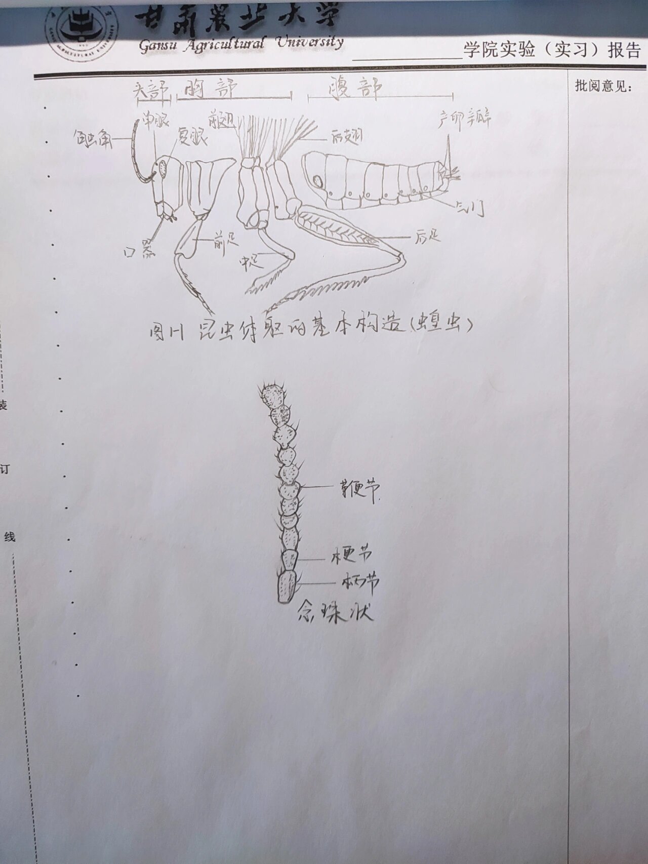 东亚飞蝗体躯基本构造图片