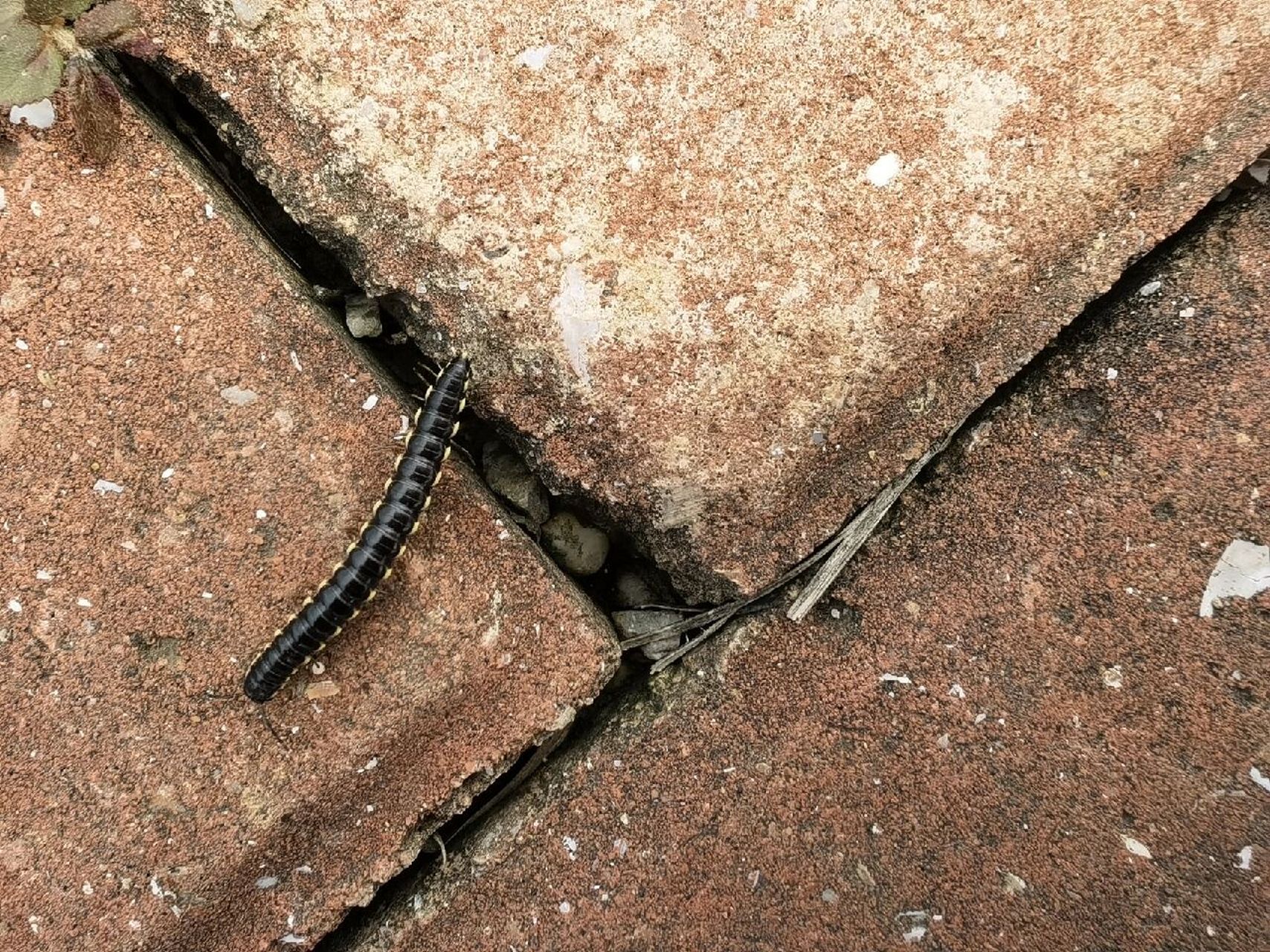 像蜈蚣一样的臭虫子怎么消灭 和蜈蚣的样子有点像,还会像臭虫一样发出