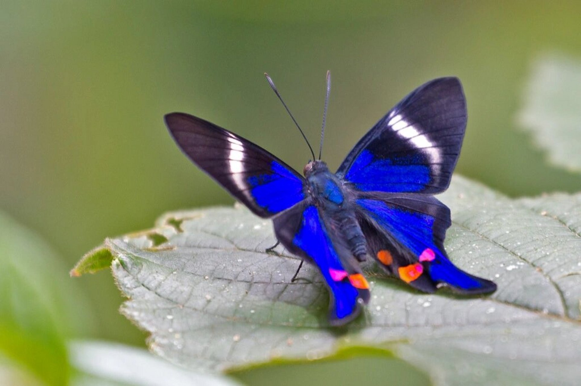 riodinidae(蚬蝶科 ) rhetus属   r. periander种